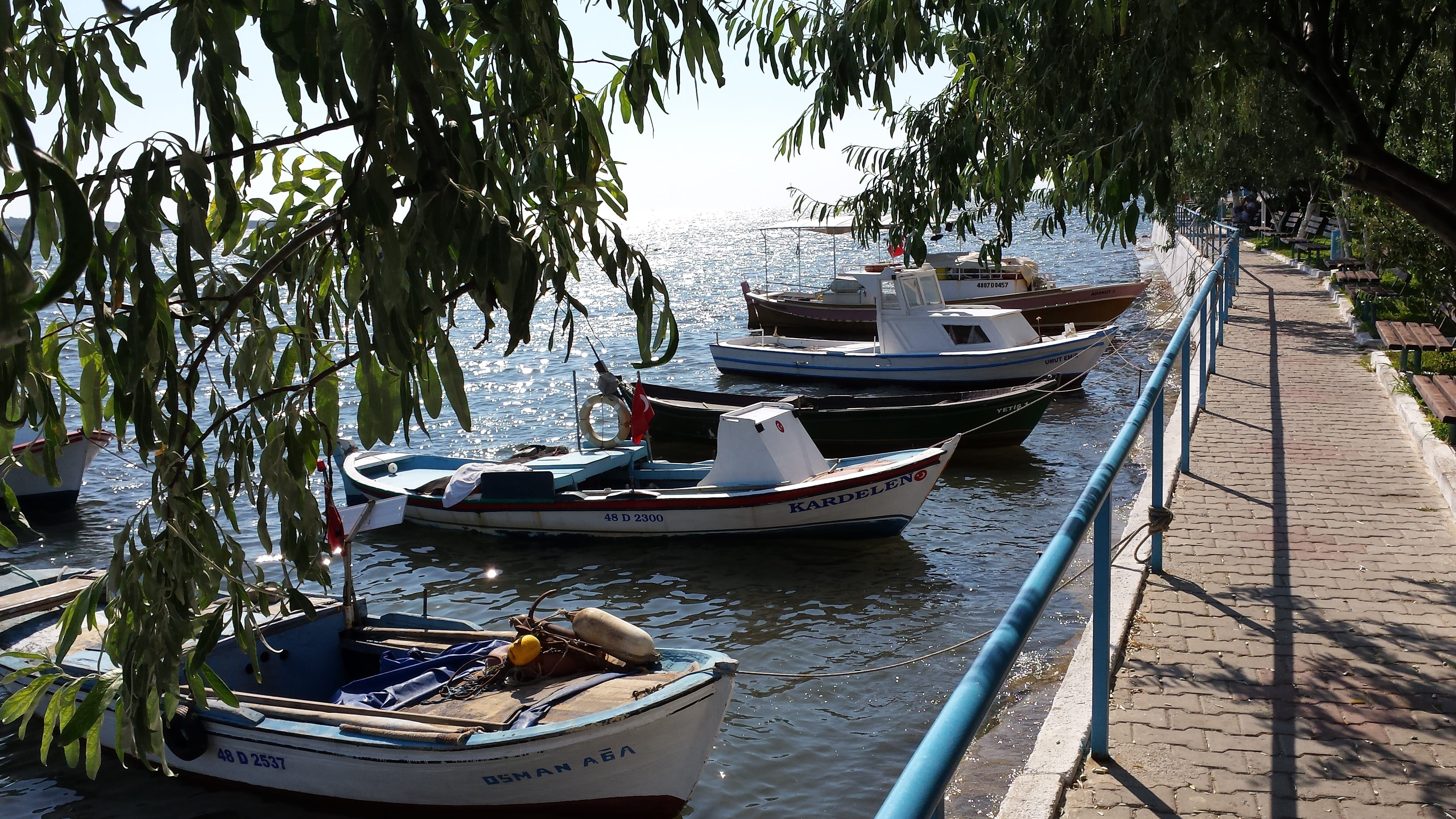 transportation, no people, tranquility, nautical Vessel, boats, tree, mode of transportation, plant, growth, day, sea, Fishing-Boats, beach, moored, harbor, HD Wallpaper