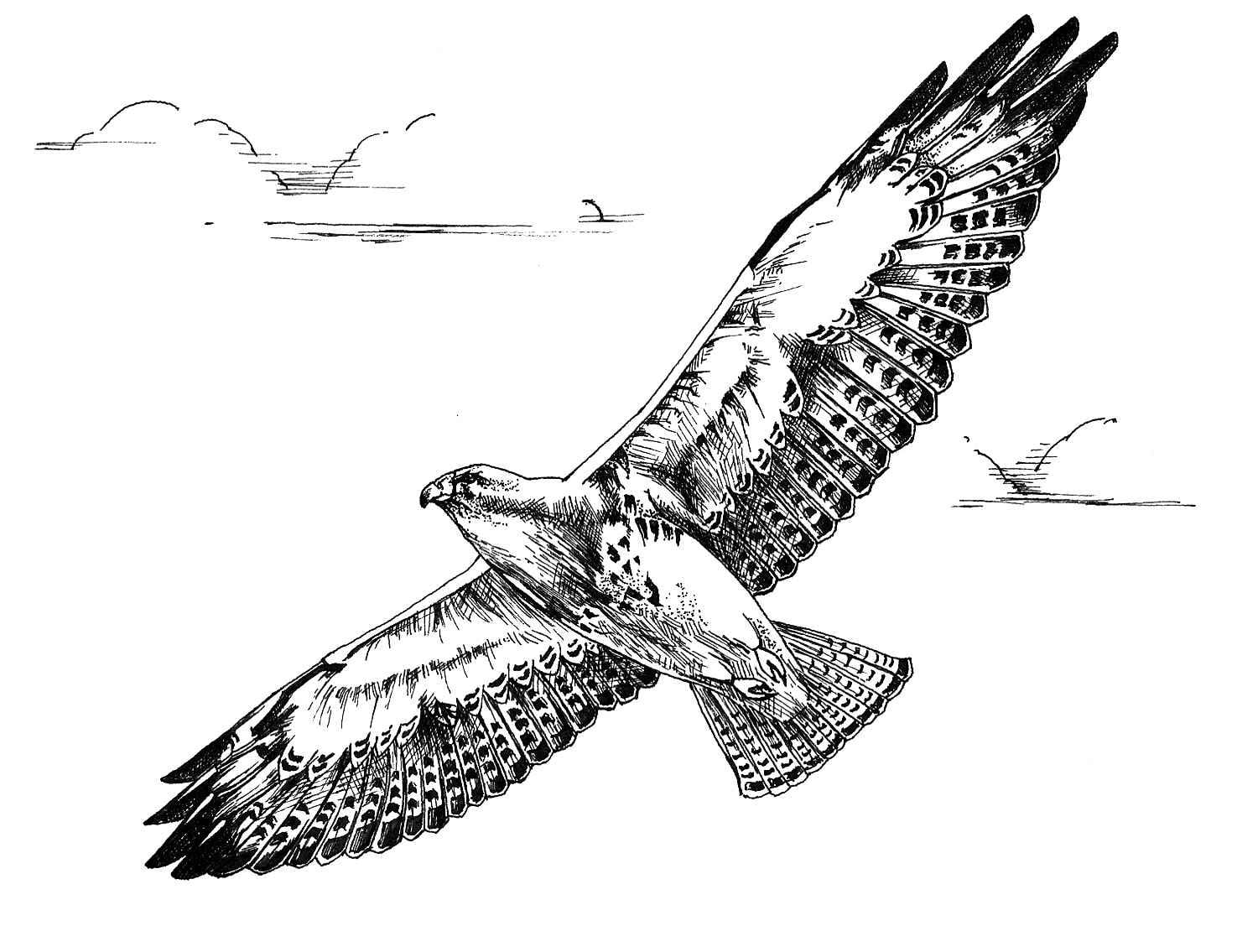 old, close-up, vertebrate, antique, animal wing, victorian Style, black, flying, white, painted Image, old-fashioned, illustration, art, animal, history, HD Wallpaper