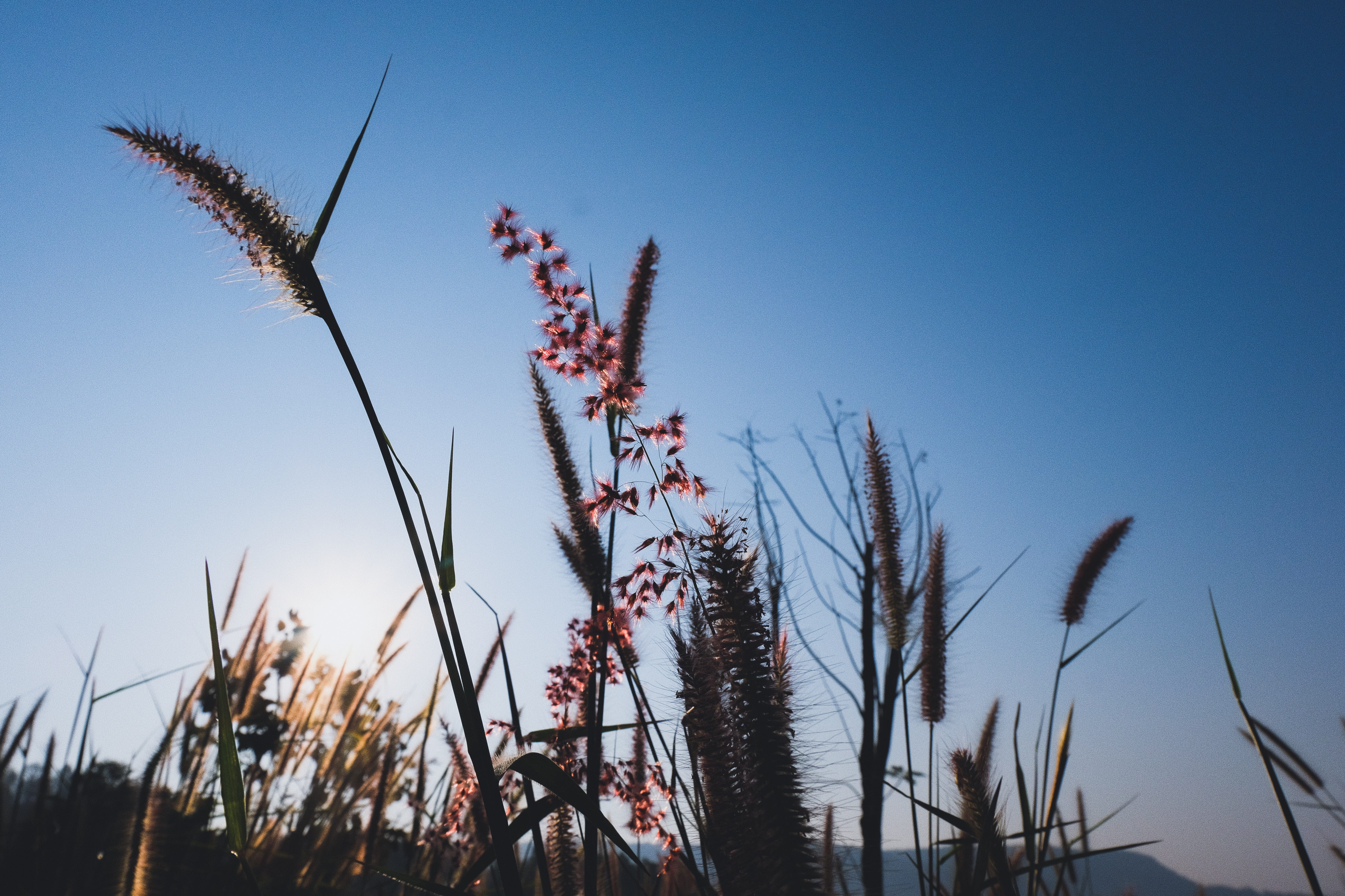 blue sky, nature, sky, vegetation, flower, grass, daytime, phu ruea, vase, no people, close-up, growth, produce, low, grain, flowers, tranquil scene, outdoors, HD Wallpaper