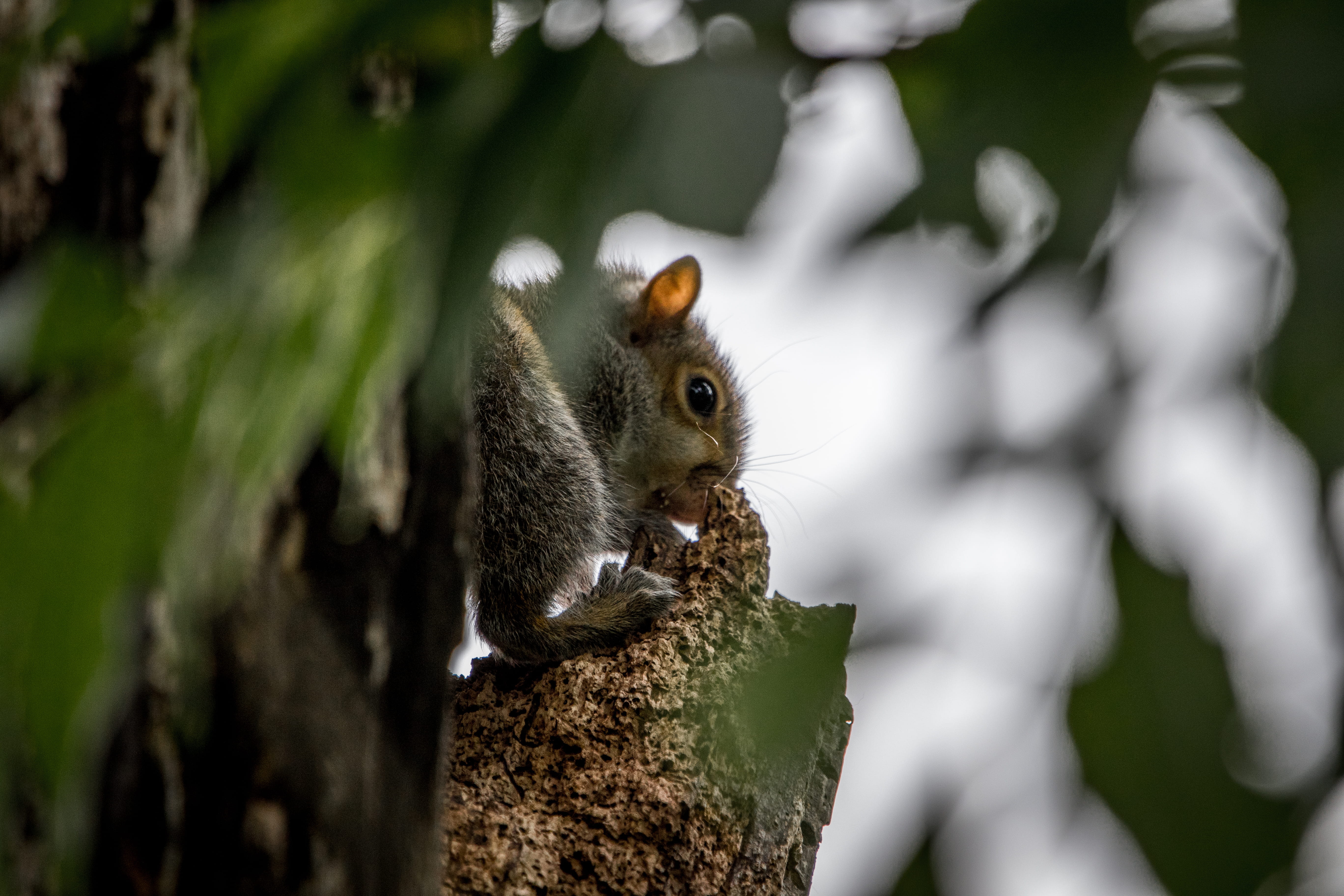outdoors, animal, chipmunk, tree, gray, doctor, trunk, rock, plant, mammal, text, animals in the wild, 5K, tree trunk, no people, label, squirrel, rodent, HD Wallpaper