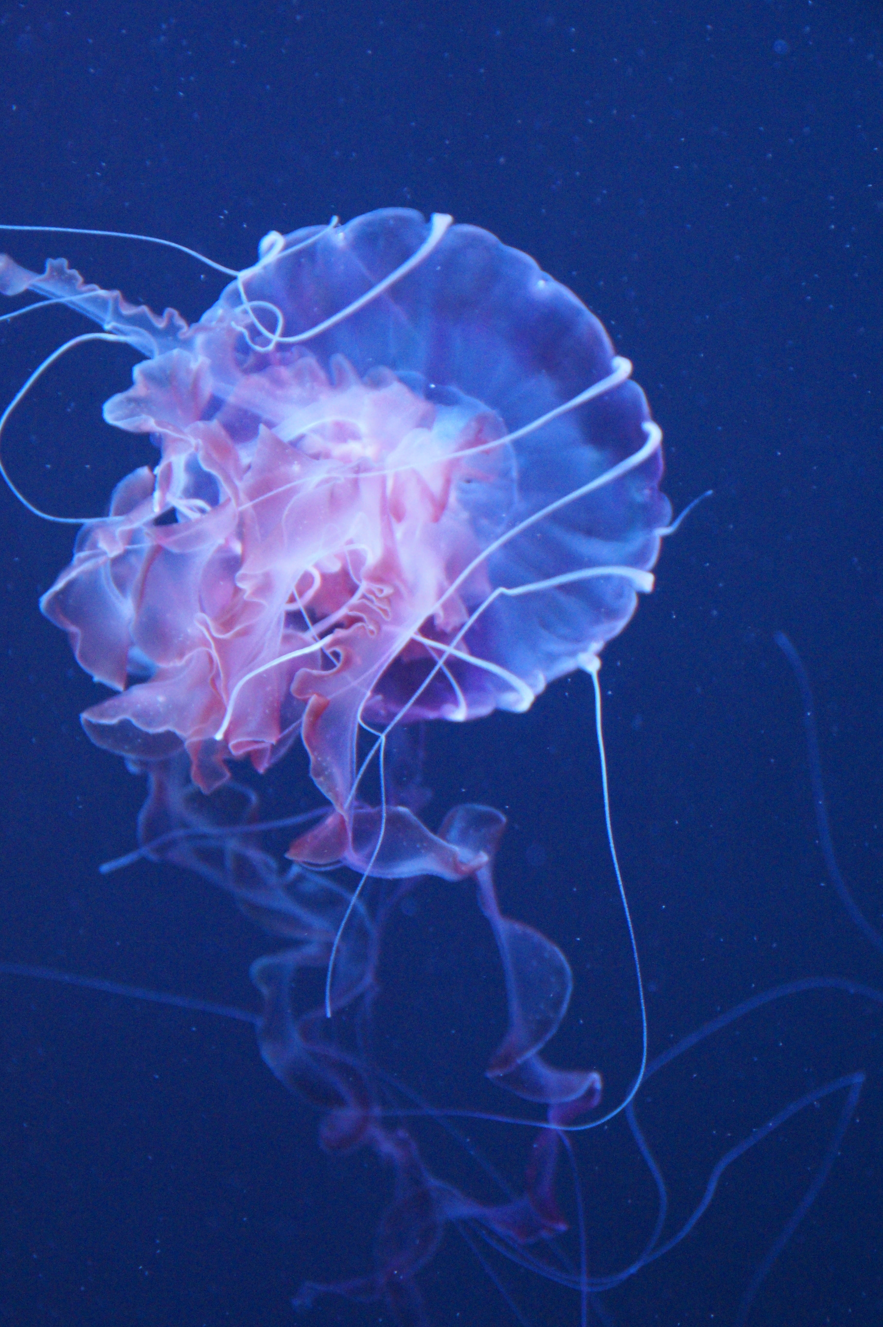 5K, aquarium, animal wildlife, swim, fluoresce, sea life, translucent, close-up, invertebrate, fine, meeresbewohner, nature, outdoors, transparent, underwater, Phone HD Wallpaper