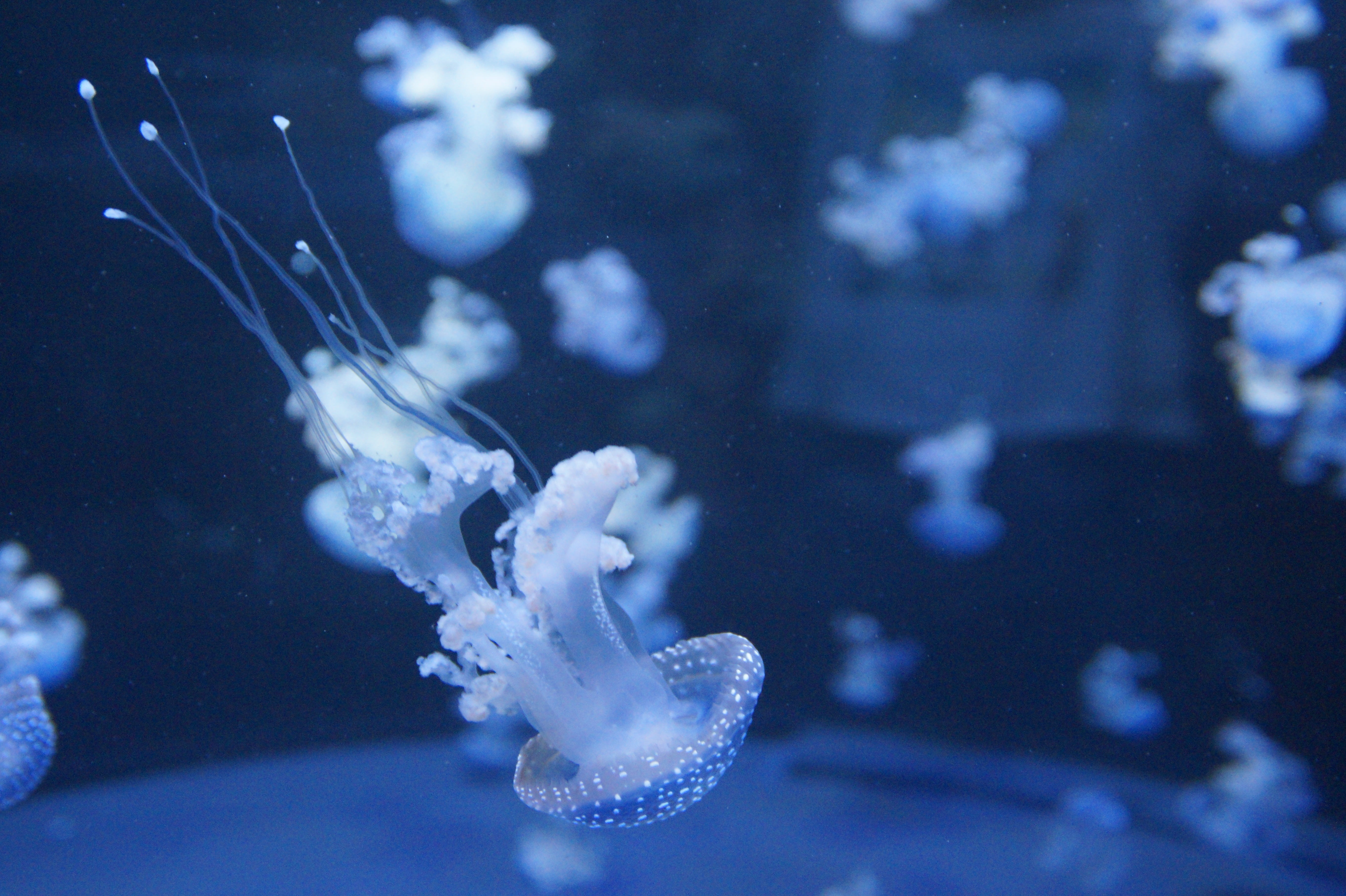 no people, nature, translucent, 5K, meeresbewohner, dangerous, transparent, close-up, one animal, swim, underwater, ocean, filigree, water creature, marine life, HD Wallpaper