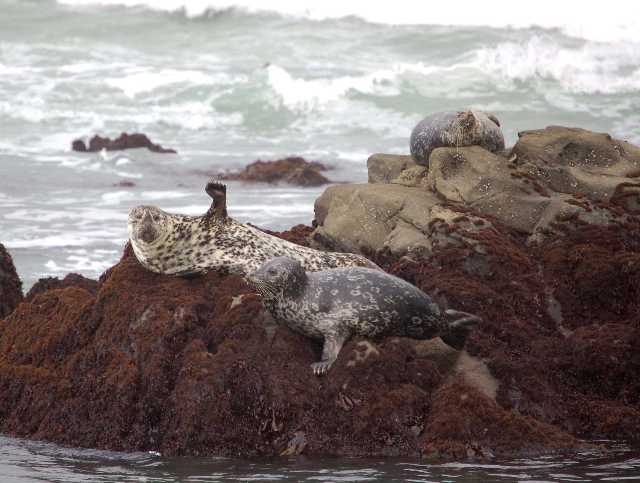 animal themes, rock - object, reptile, land, 1080P, day, sea, marine life, marine, fist, united states, focus on foreground, wildlife, rocks, seals, beach, HD Wallpaper