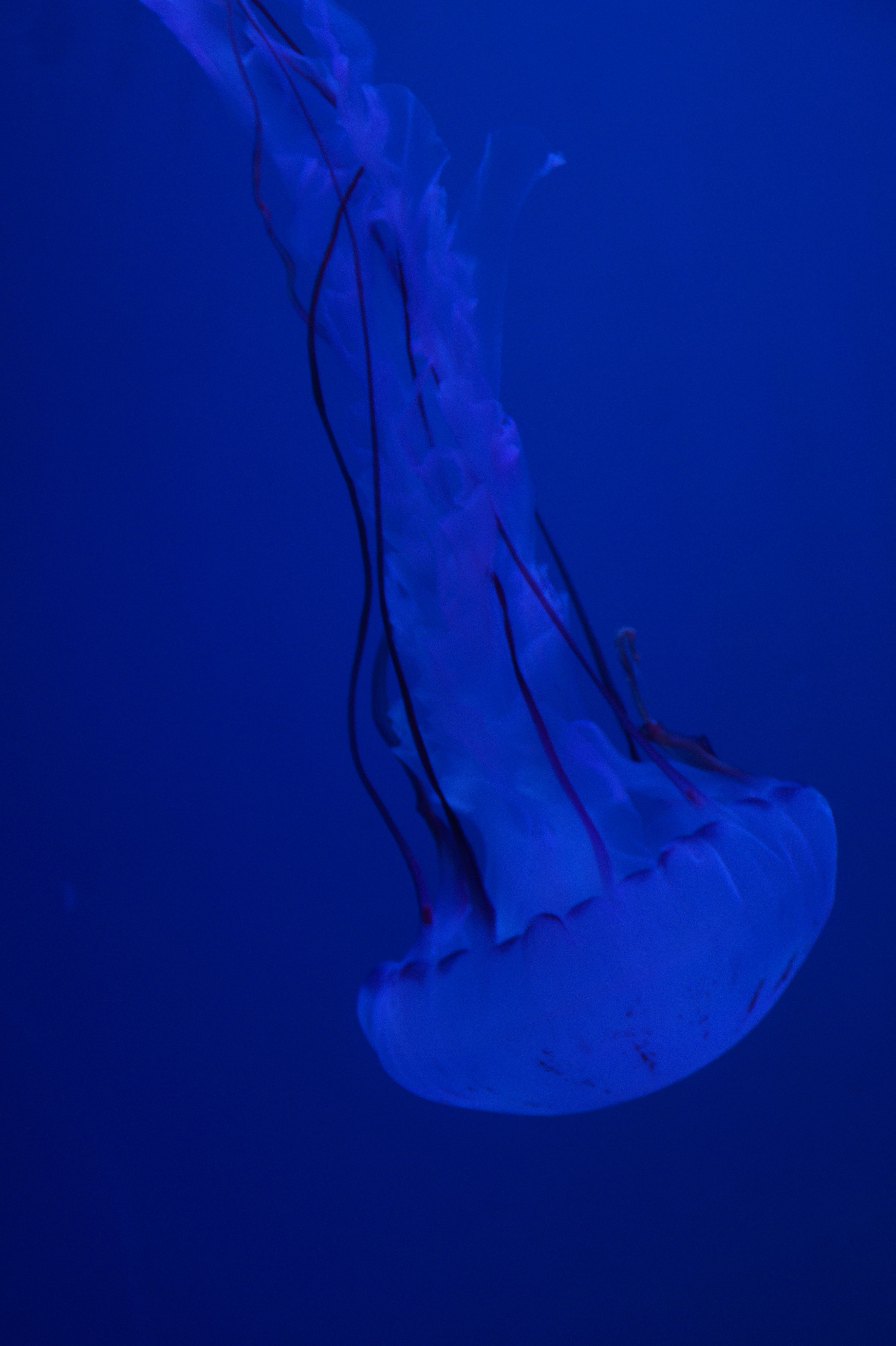 fine, float, outdoors, animal, ocean, fluoresce, drive, nettle, nettles, dangerous, mollusk, animals in the wild, tender, water, sea animal, motion, invertebrate, Phone HD Wallpaper
