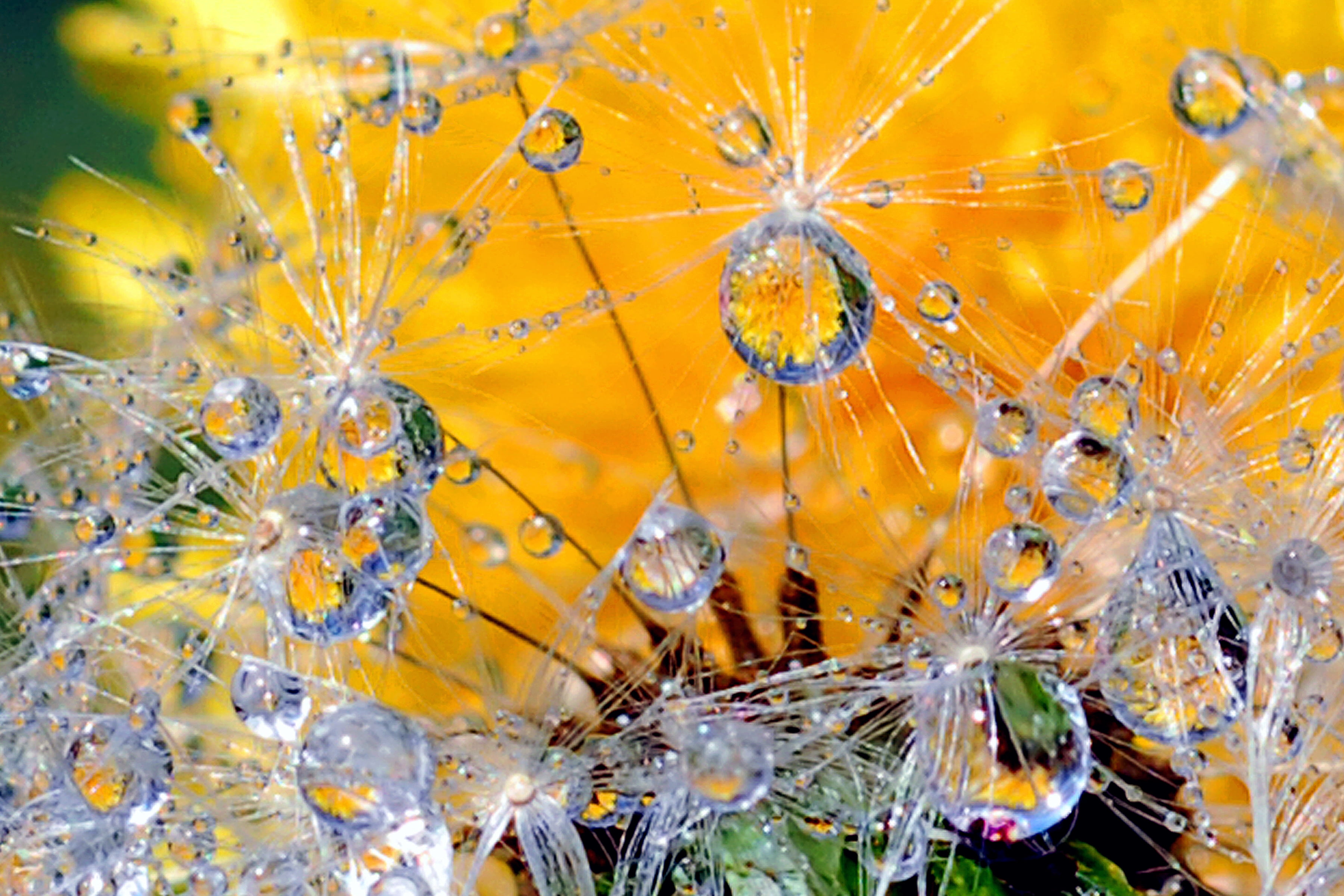 weeds, First, tpc, Moulin Rouge, focus, close-up, drop, dandelion, selective focus, droplets, 2K, my neighbor, drips, photography, seeds, drops, macros, HD Wallpaper