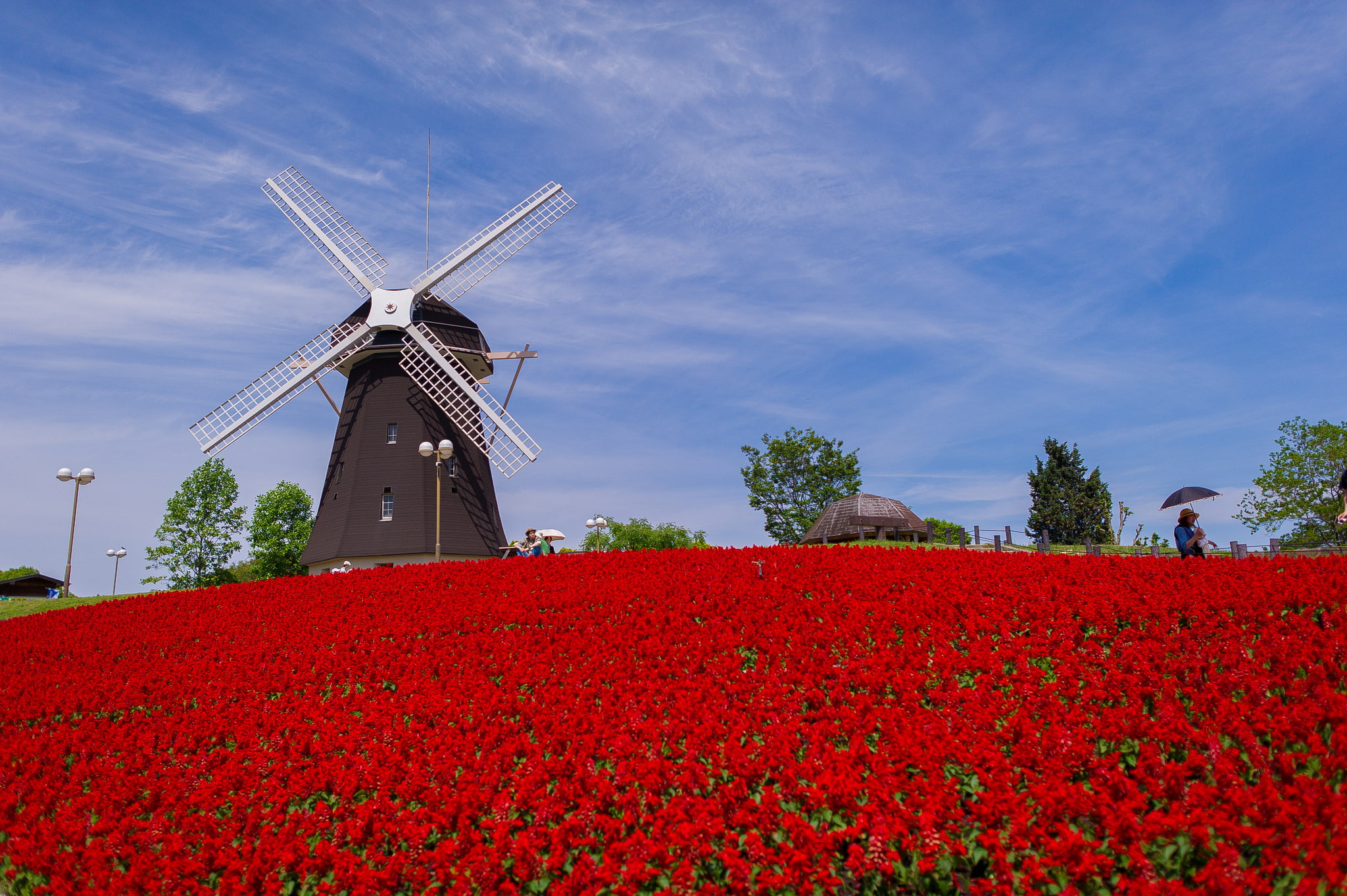 field, mill, flower, red, 1080P, windmill, HD Wallpaper