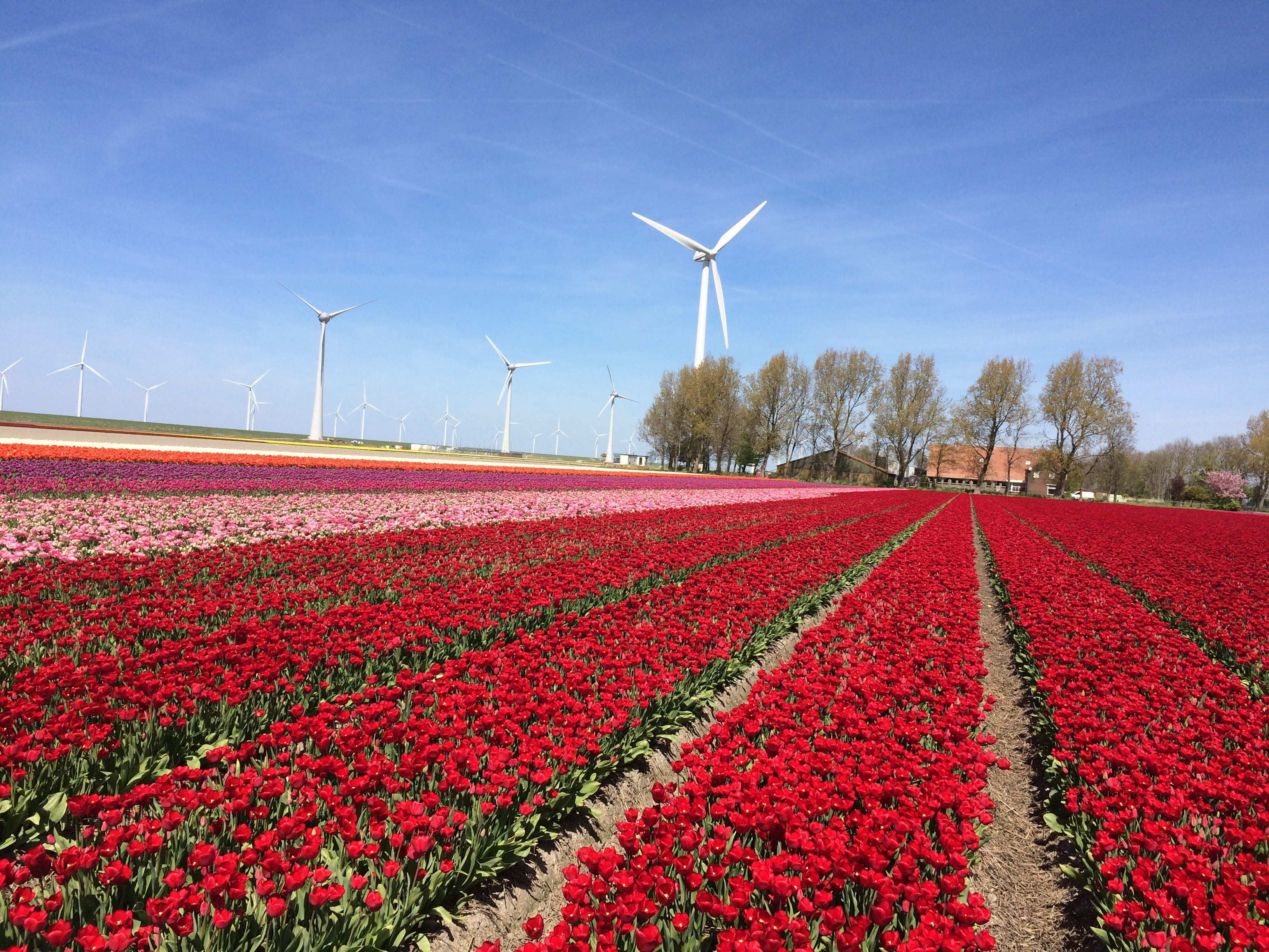 flower, environment, no people, turbine, holland, flowers, tulips, wind turbine, bulb netherlands, growth, dutch landscape, flowering plant, red tulip, HD Wallpaper