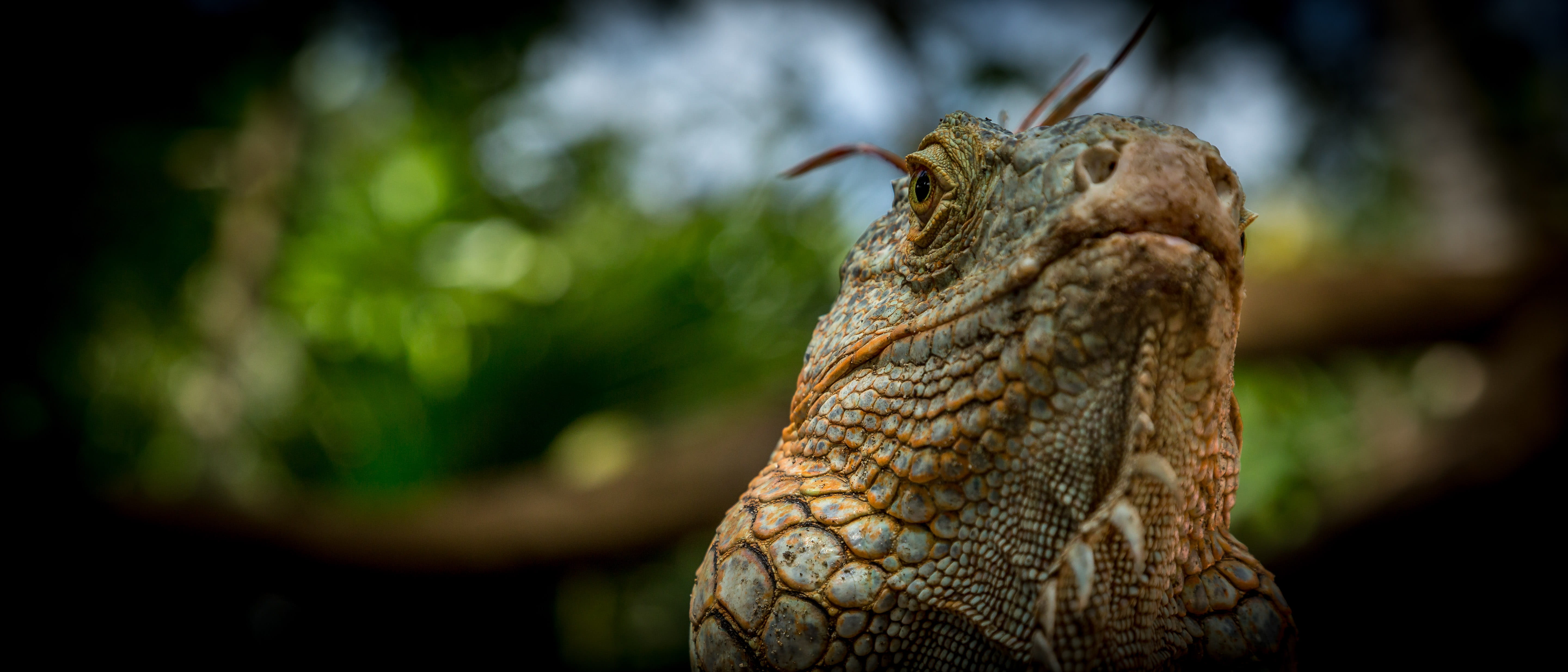 close-up, side view, animal body part, nature, outdoors, focus, green iguana, animal, plant, cabarete, animal wildlife, profile view, forest, animals in the wild, HD Wallpaper