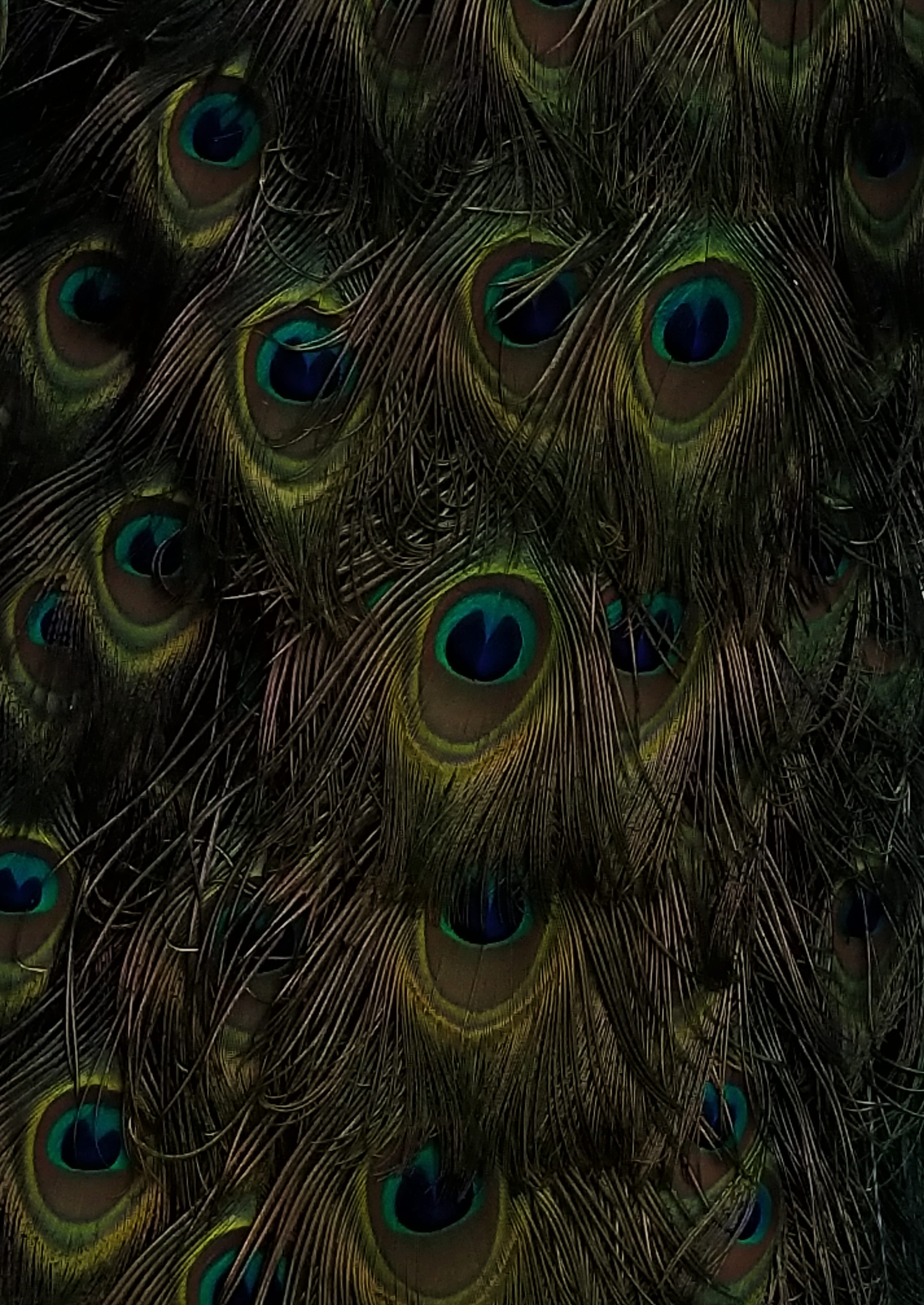 details, softness, vertebrate, creation, animal themes, full frame, nature, bird, natural pattern, canada, green, cat, multi colored, 7077 boulevard newman, Phone HD Wallpaper