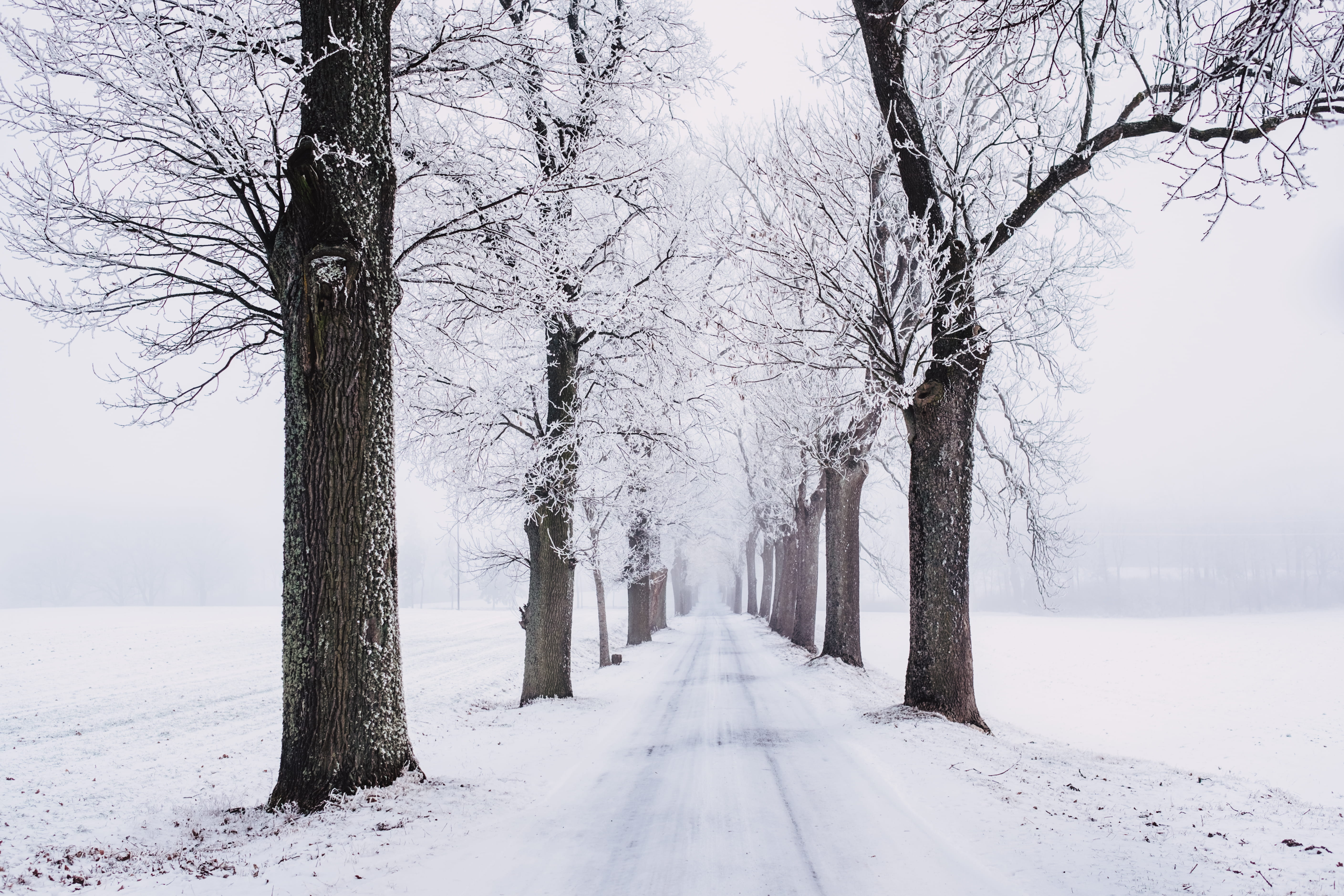 frost, ice, season, bare tree, 5K, landscape, winter landscape, trunk, snowing, scenic, the way forward, direction, woods, cold, frosty, treelined, snowy, HD Wallpaper
