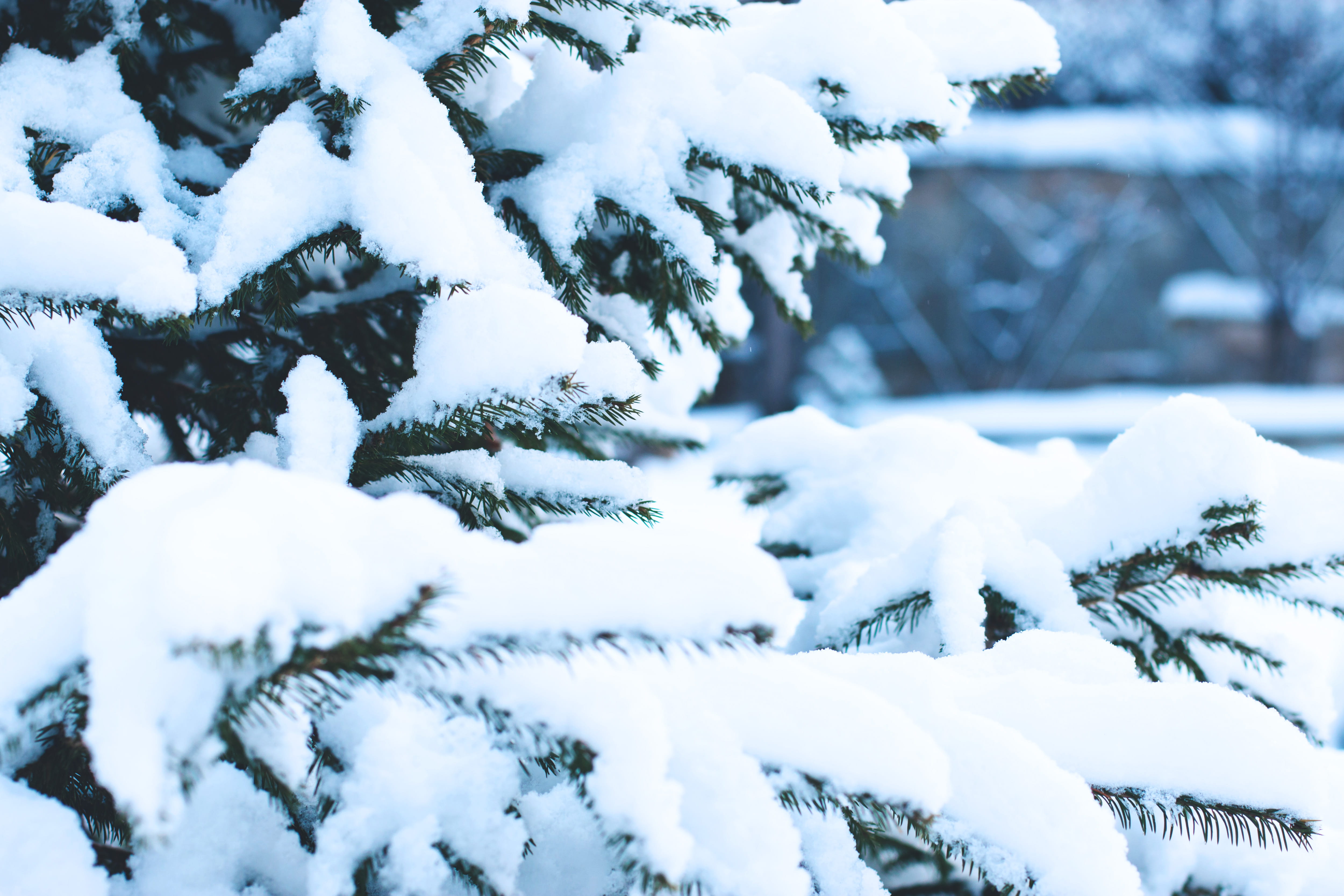 season, nature, close-up, xmas, outdoors, frozen, covering, coniferous tree, land, spruce, branch, snow, woodland, focus on foreground, covered, powder snow, HD Wallpaper