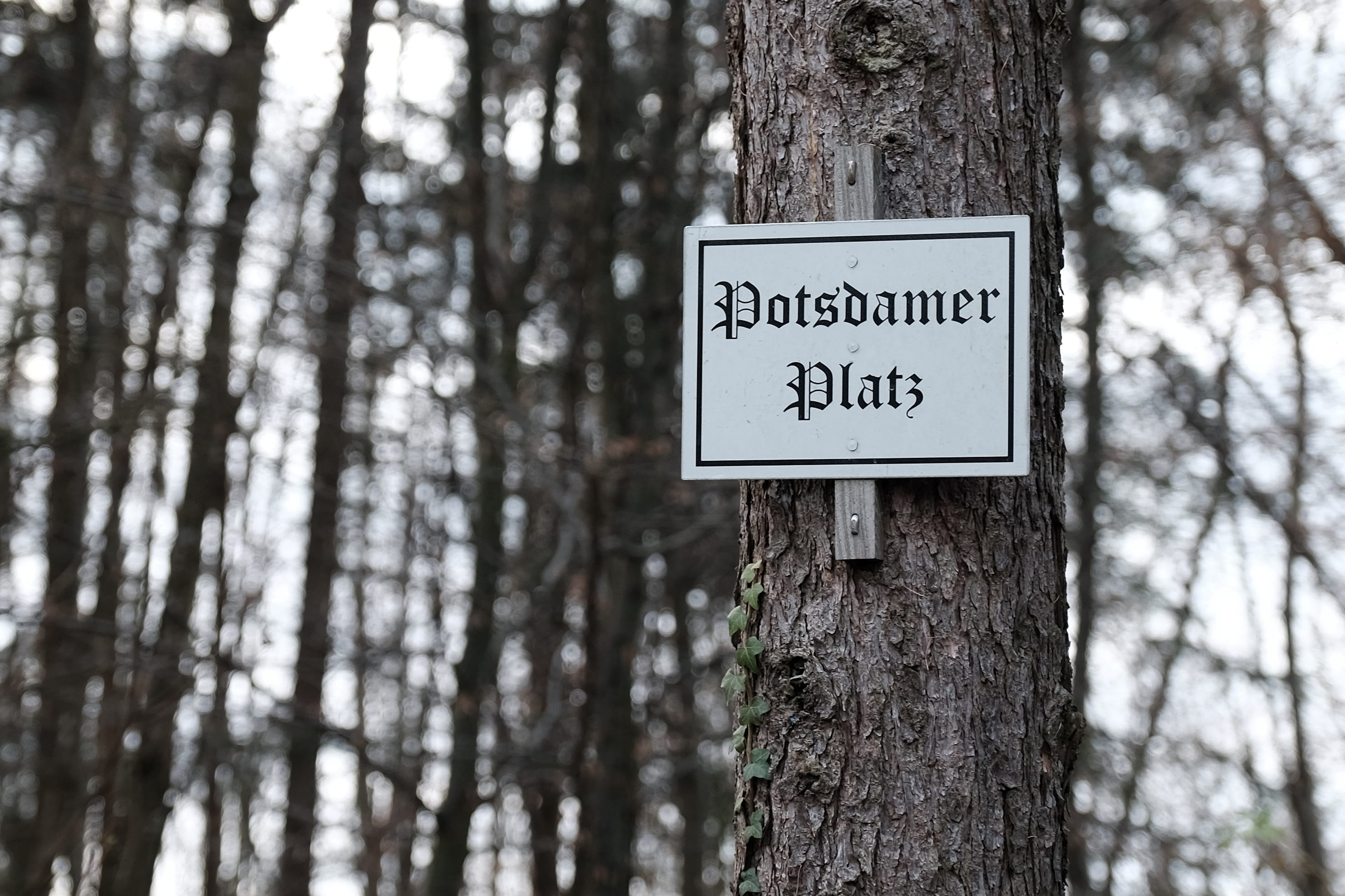 tree trunk, sign, trunk, close-up, day, plant, no people, focus on foreground, land, potsdamer platz, growth, information, text, guidance, information sign, HD Wallpaper