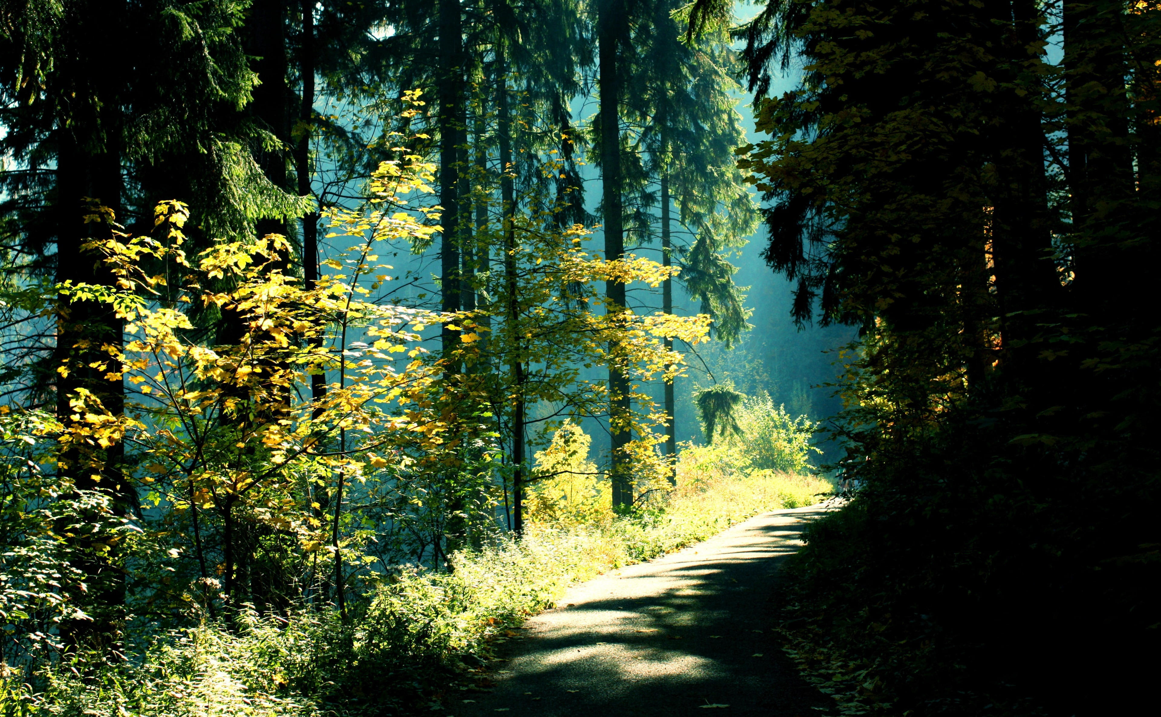 Green, Wood, Photoshop, Action, outdoors, scenics - nature, Leaves, Leaf, the way forward, plant, canonlens, tranquil scene, Czech, moravskoslezsky, footpath, HD Wallpaper