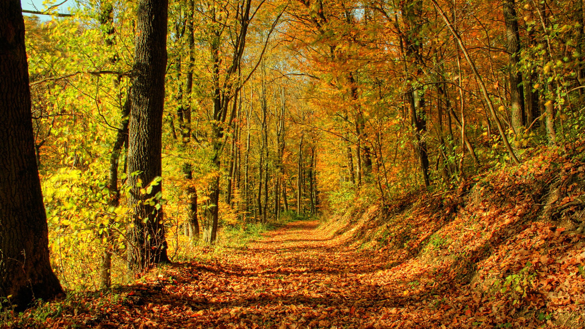 forest, 1080P, park, environment, outdoors, season, wood, outdoor, tree, november, colorful, trees, autumn, natural, oak, leaf, peaceful, pathway, garden, HD Wallpaper