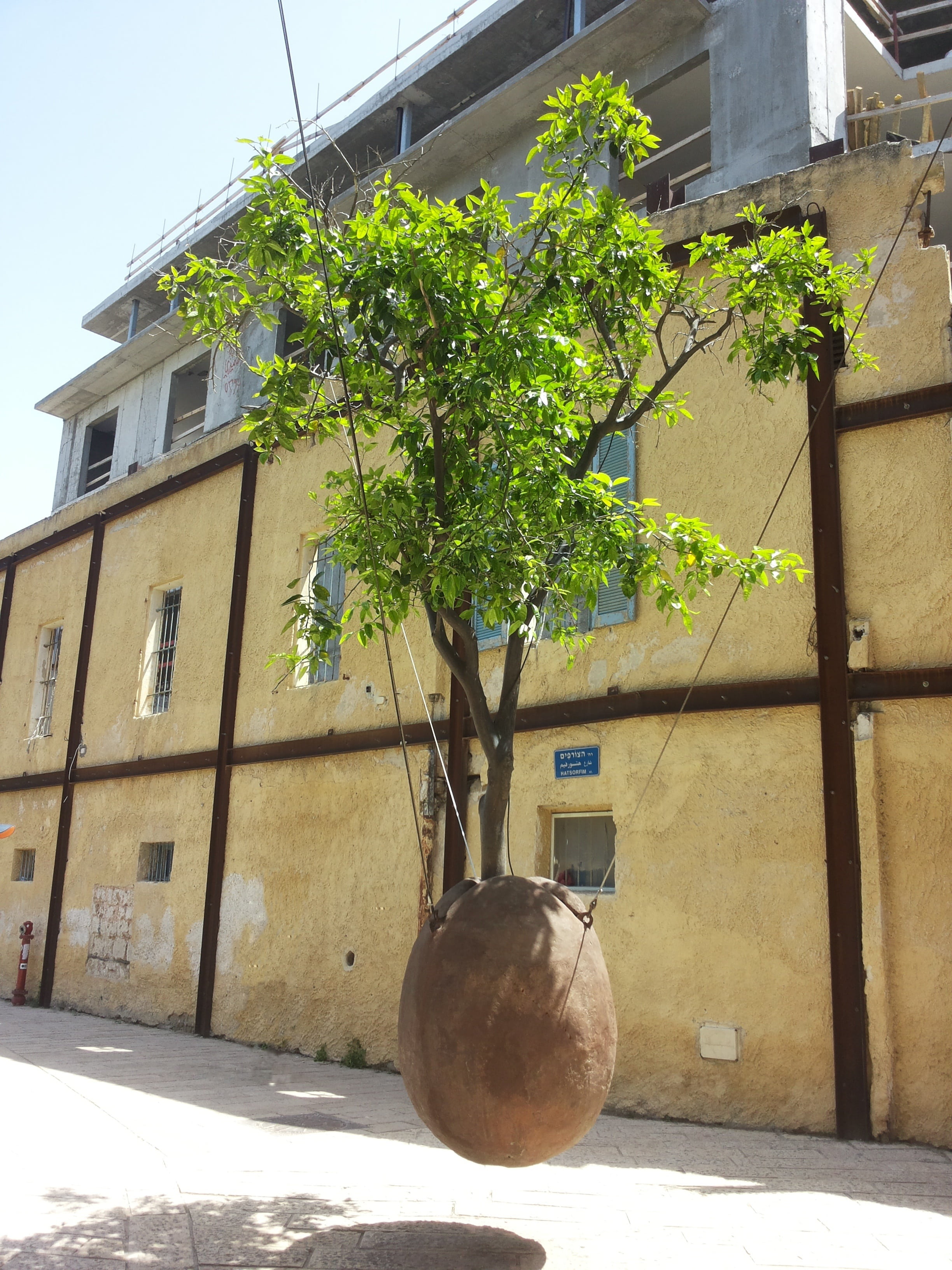 tel aviv, plant, europe, jaffa, in the air, building, shadow, architecture, tree, sunlight, houseplant, building exterior, growth, no people, window, pot, Phone HD Wallpaper