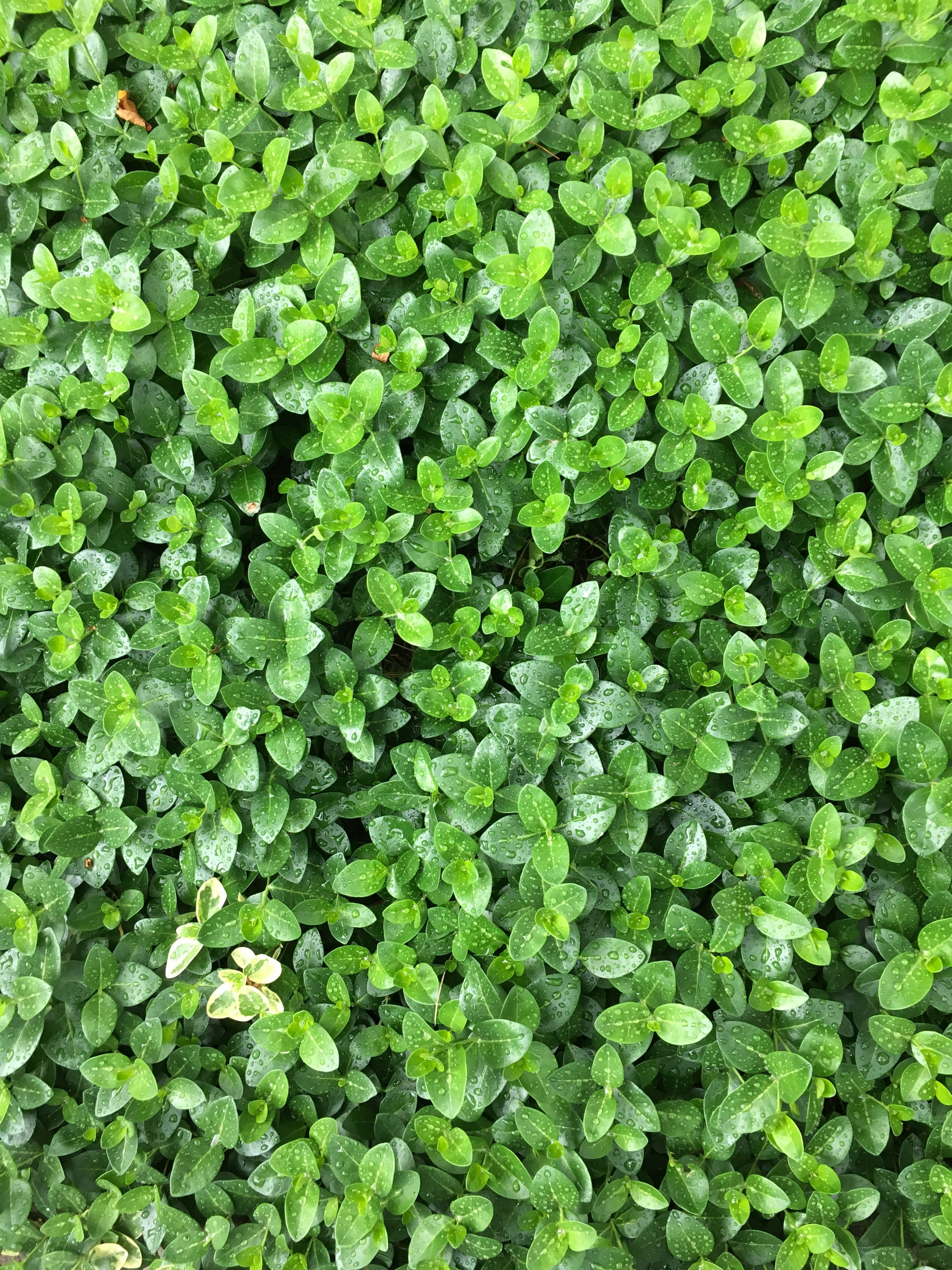 plant, beautiful, clover, skylovers, beauty, leaf, pretty, field, Summer, 4K, green, dusk, land, blue, plant part, vegetable, sunrise, lush foliage, no people, Phone HD Wallpaper