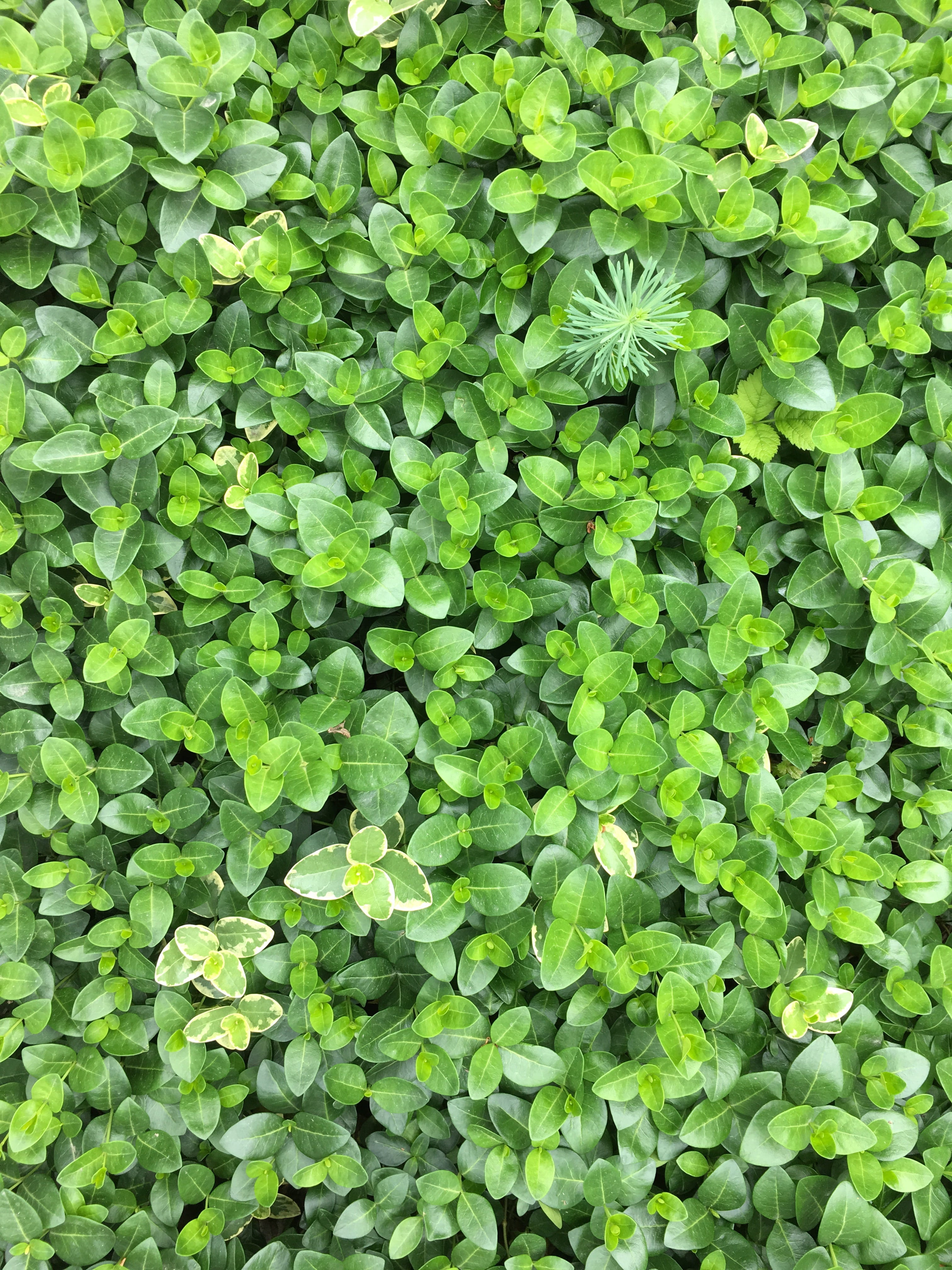 beauty in nature, leaf, clover, green color, pretty, instagramanet, high angle view, cloudporn, photooftheday, flowers, love, 4K, beauty, tranquility, Phone HD Wallpaper