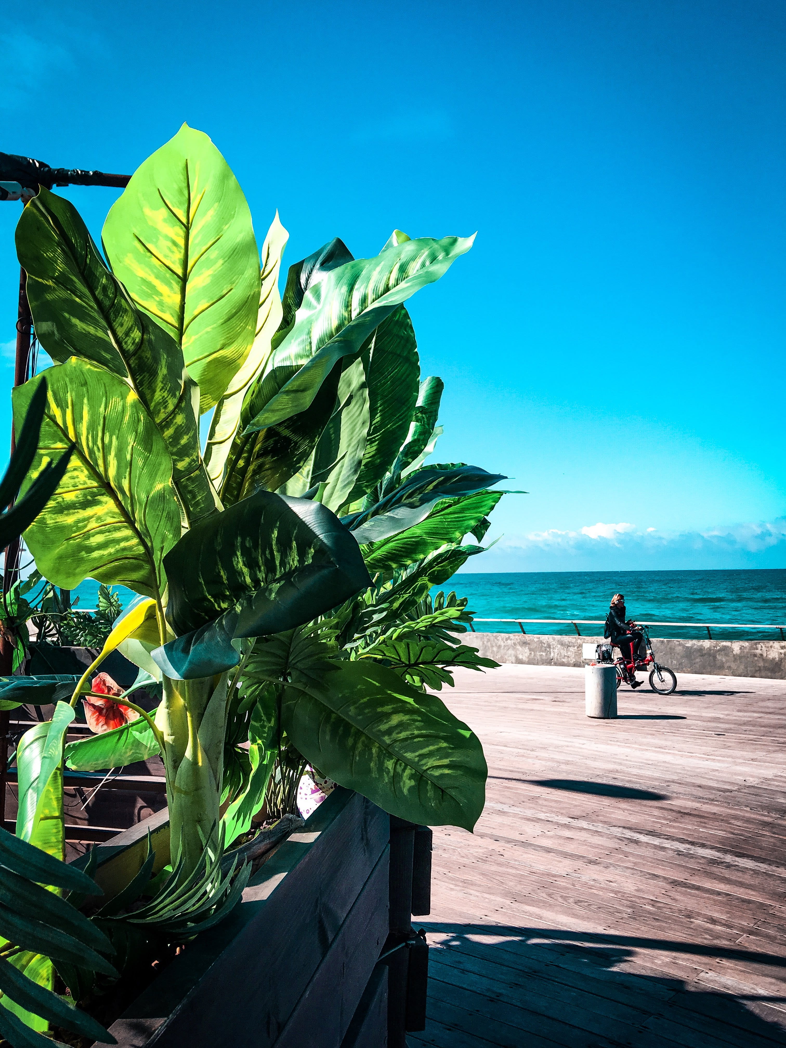 blue, sky, land, scenics - nature, leaf, tel aviv-yafo, shadow, israel, mode of transportation, outdoors, green color, calm, horizon over water, sunlight, Phone HD Wallpaper