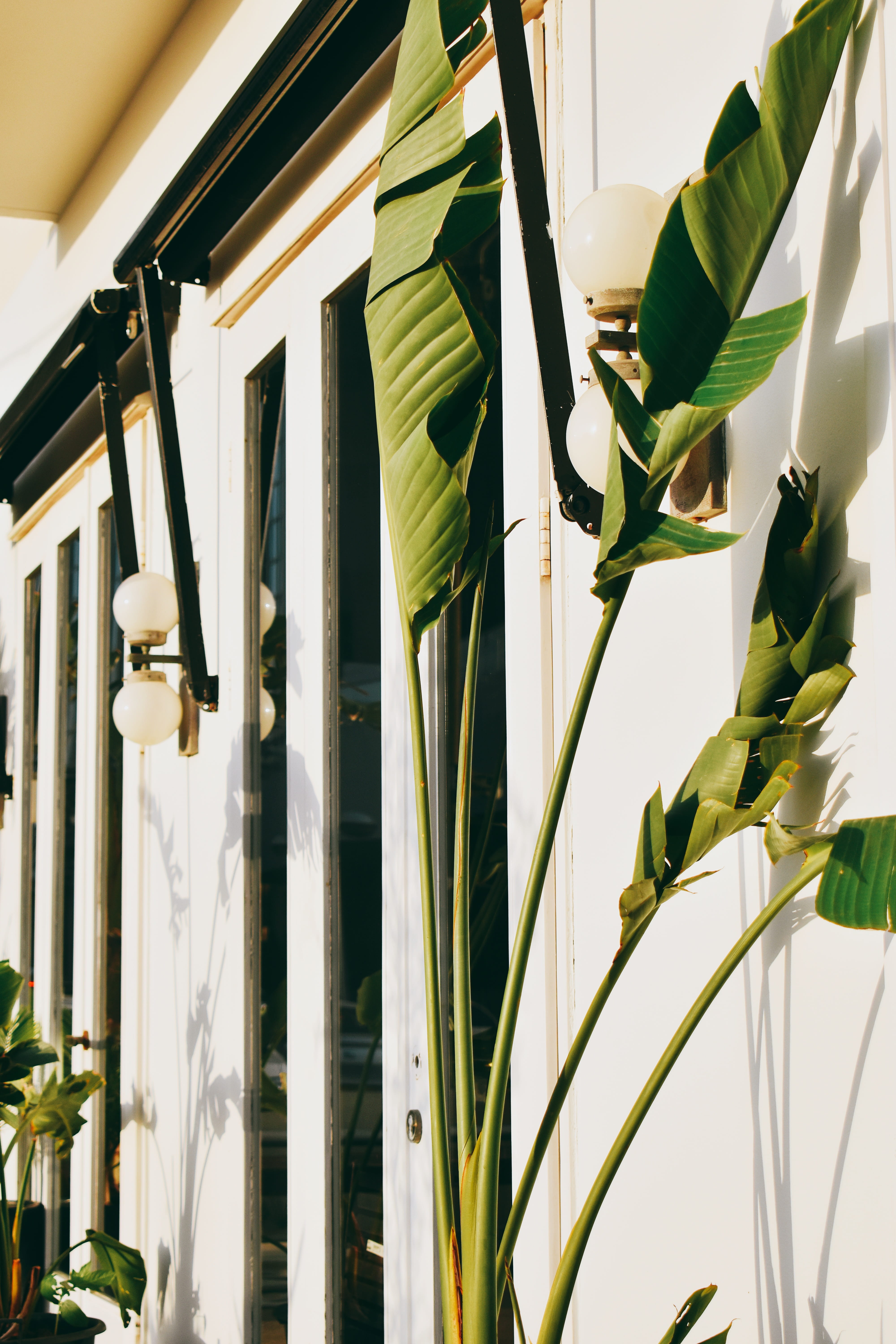 leaf, low angle view, bograshov street, close-up, tel aviv-yafo, architecture, illuminated, electric lamp, plant part, lighting equipment, white color, Phone HD Wallpaper