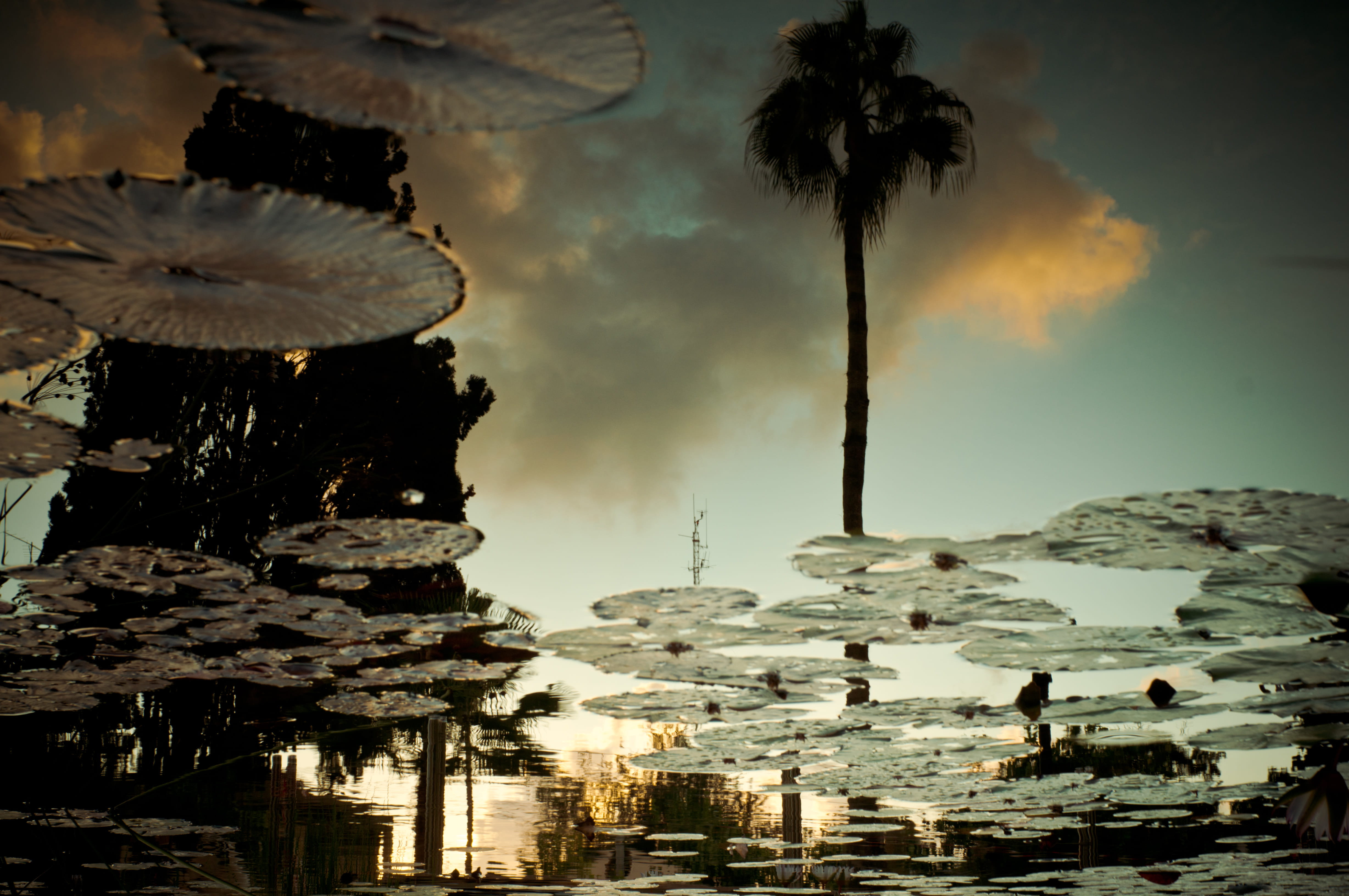 water, tropical climate, palm tree, building exterior, tree, pond, cloud - sky, sarona, tropical, no people, israel, beautiful, low angle view, coconut palm tree, HD Wallpaper