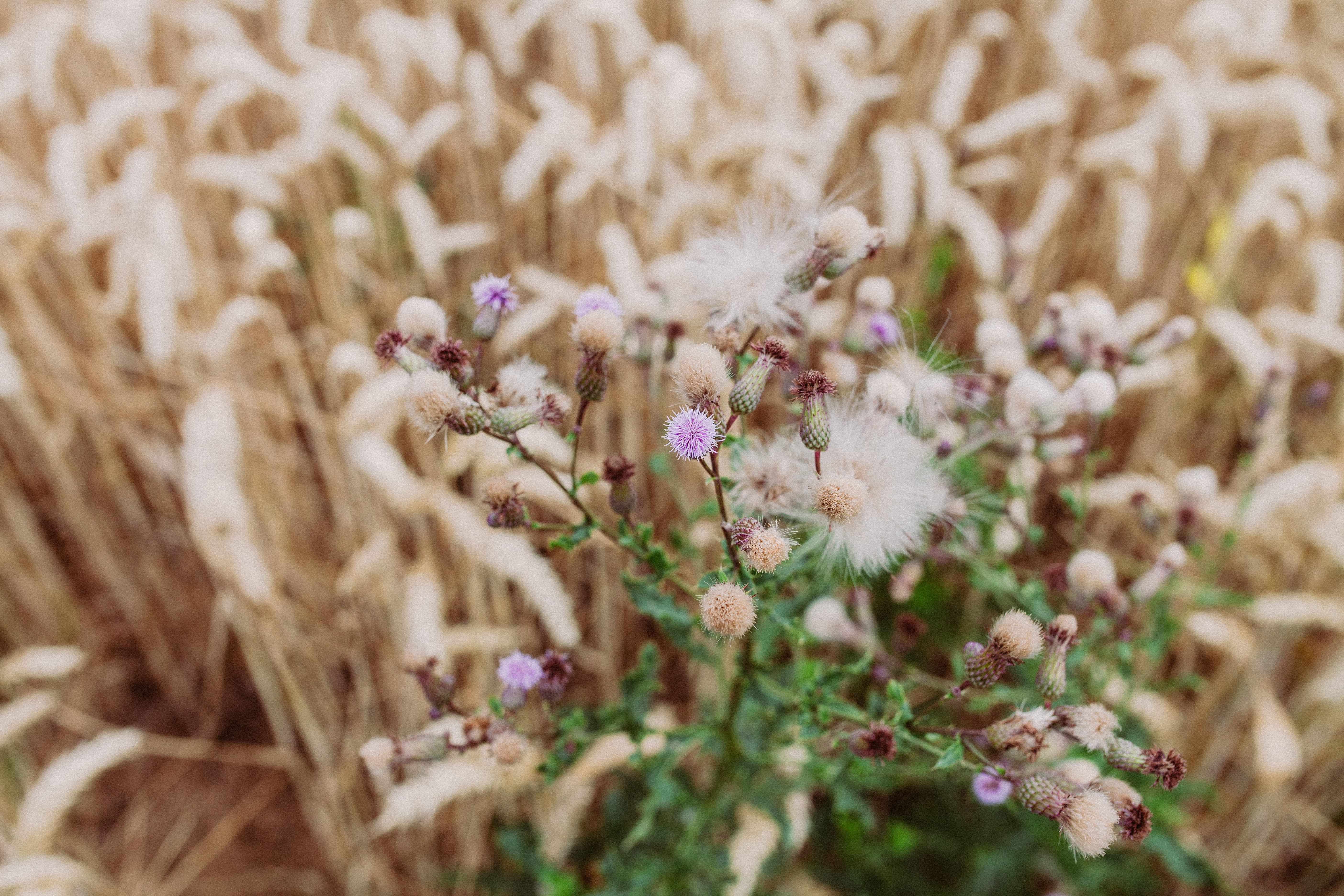 grain, outdoors, plant, growth, beauty in nature, flower, flower head, close-up, freshness, fragility, flowers, flowering plant, fellbach, no people, white color, HD Wallpaper