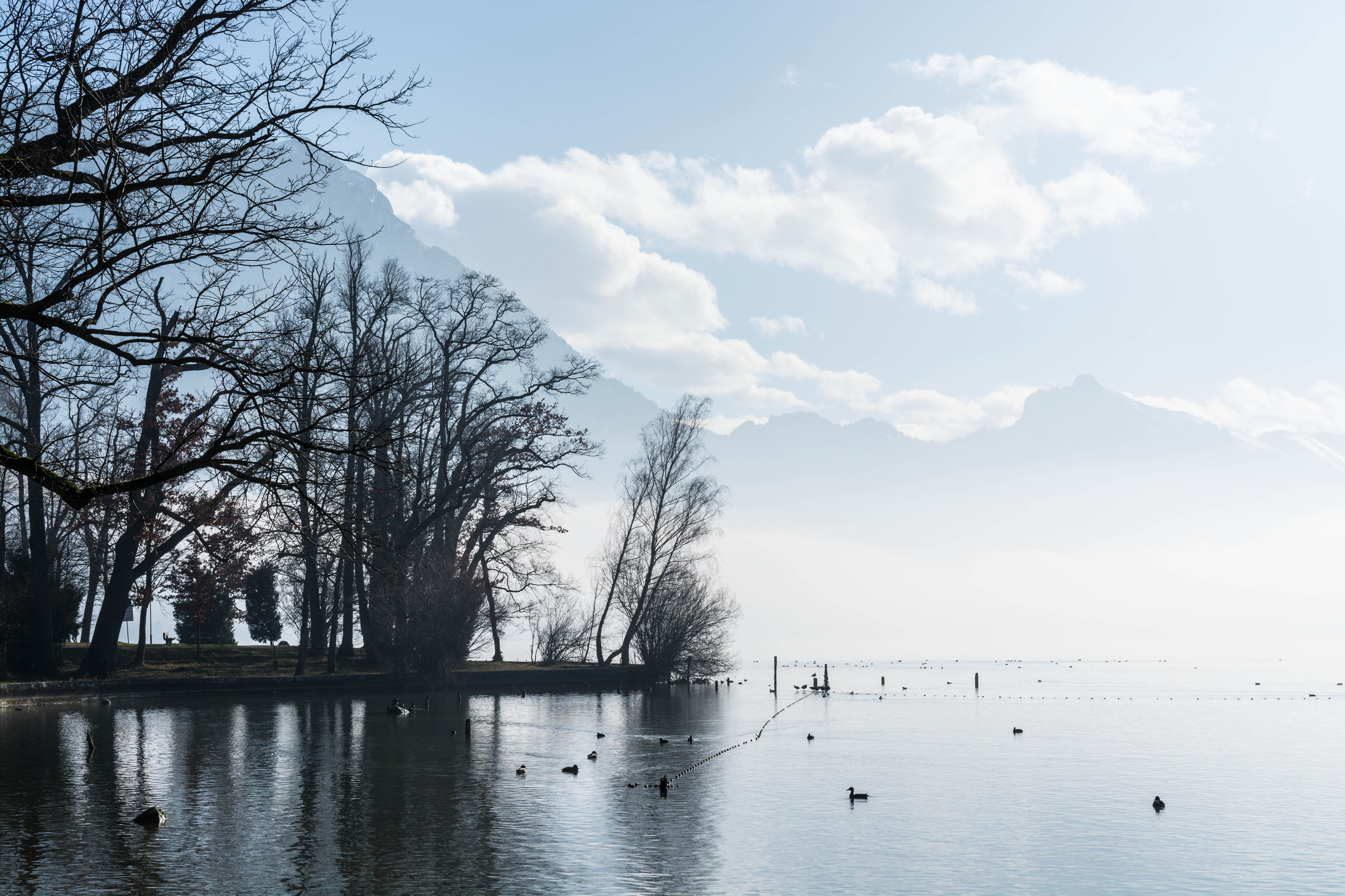 birds, day, landscape, Ducks, animals in the wild, 5K, Water, cloud - sky, Lake, park, winter, white, no people, Fog, animals, animal themes, tree, mirroring, HD Wallpaper