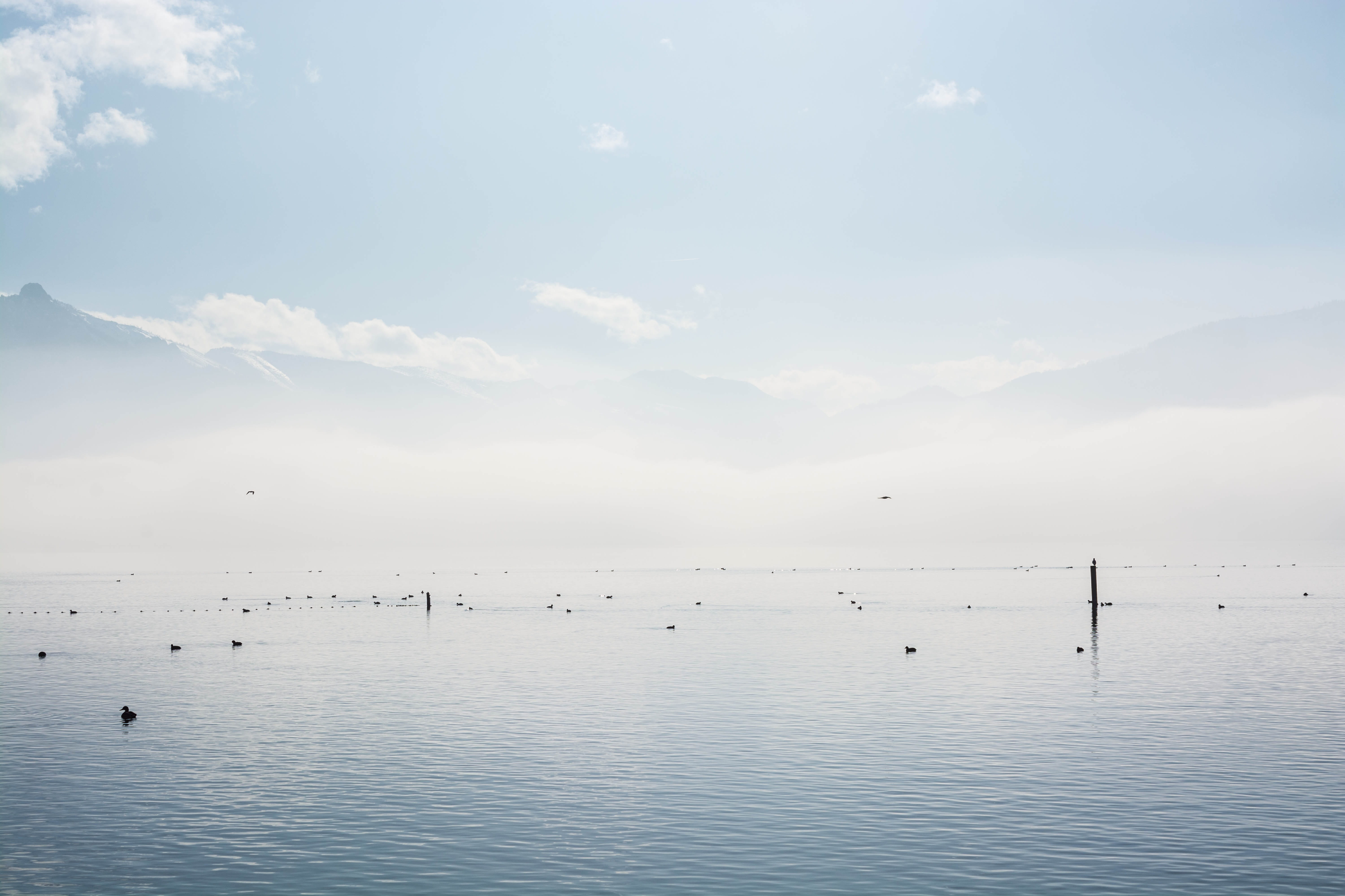 animal, 5K, beauty in nature, animal themes, Lake, Fog, sky, birds, transportation, water, nautical vessel, non-urban scene, animals, traunsee, white, HD Wallpaper