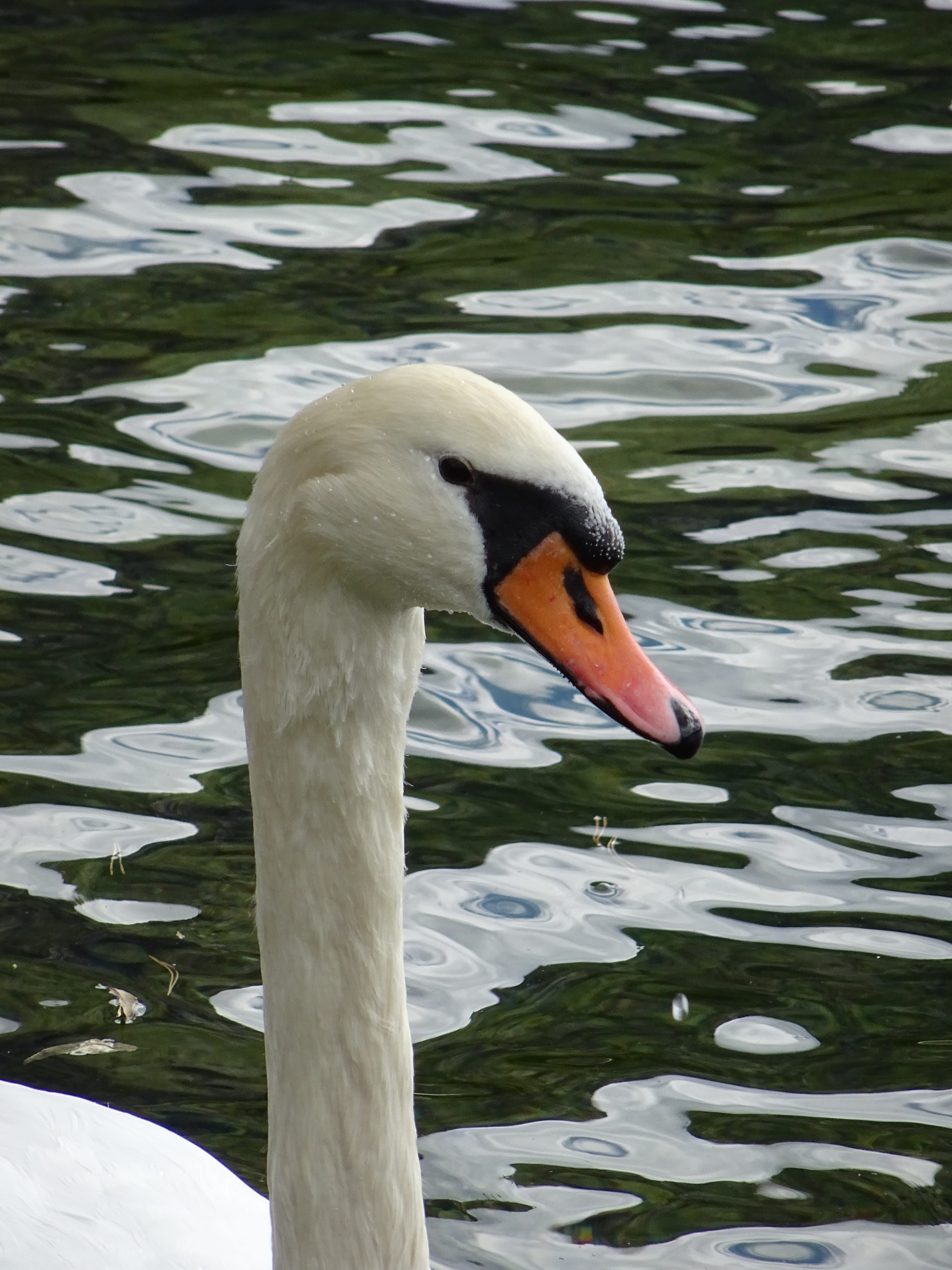 outdoors, animal neck, zoology, Swan, water bird, swimming, animal, mute swan, animal wildlife, beak, animals in the wild, white color, bird, day, Nature, Phone HD Wallpaper