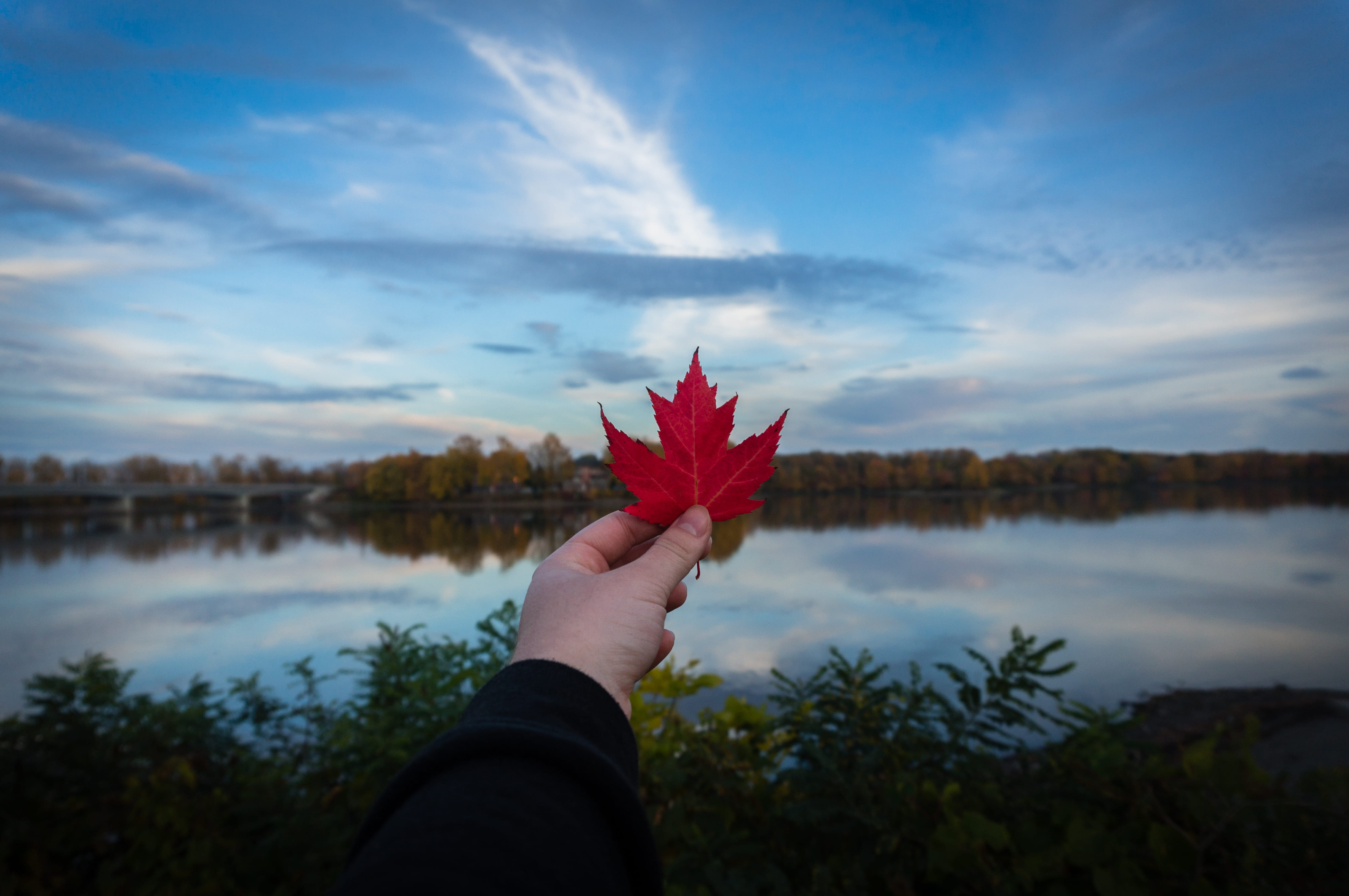 plant, tree, change, human hand, st-eustache, human body part, blue, finger, hand, holding, canada, river, real people, person, maple, 4K, leisure activity, HD Wallpaper