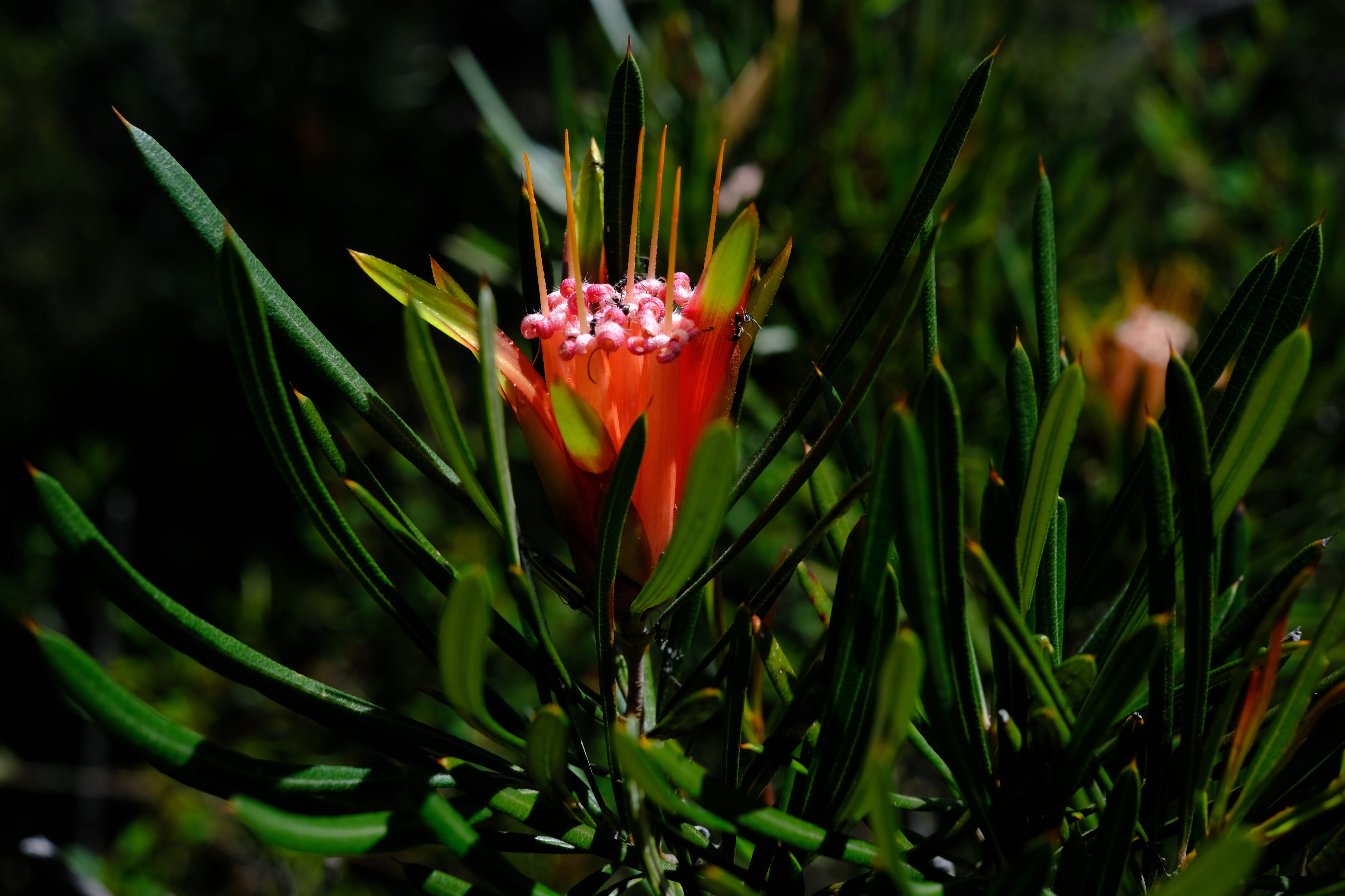 green color, red, bush, day, 5K, close-up, fragility, plant, petal, blossom, water, outdoors, vulnerability, flower head, no people, flower, growth, flowering plant, HD Wallpaper