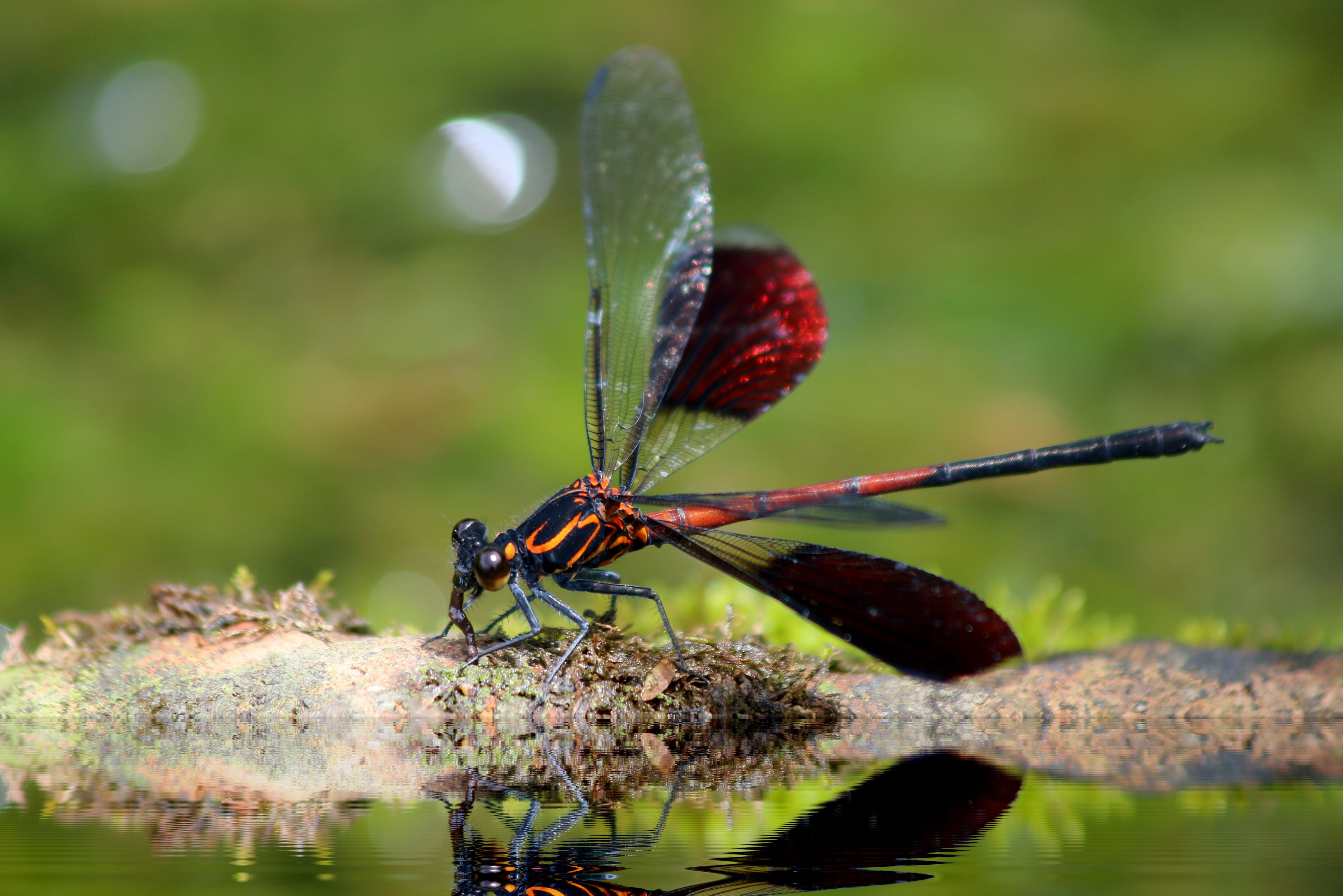 euphaeidae, plant, animal wing, water, odonata, animals in the wild, 4K, insect, animal wildlife, green color, focus on foreground, one animal, animal themes, HD Wallpaper