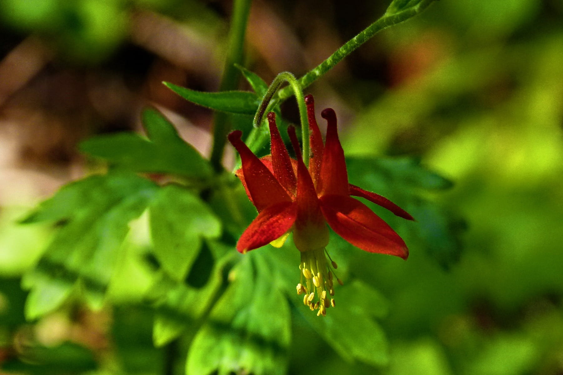 wild plant, fragility, western columbine, crimson, columbine, Crimson Columbine, aquilegia formosa, flowering plant, leaf, plant, growth, vulnerability, HD Wallpaper