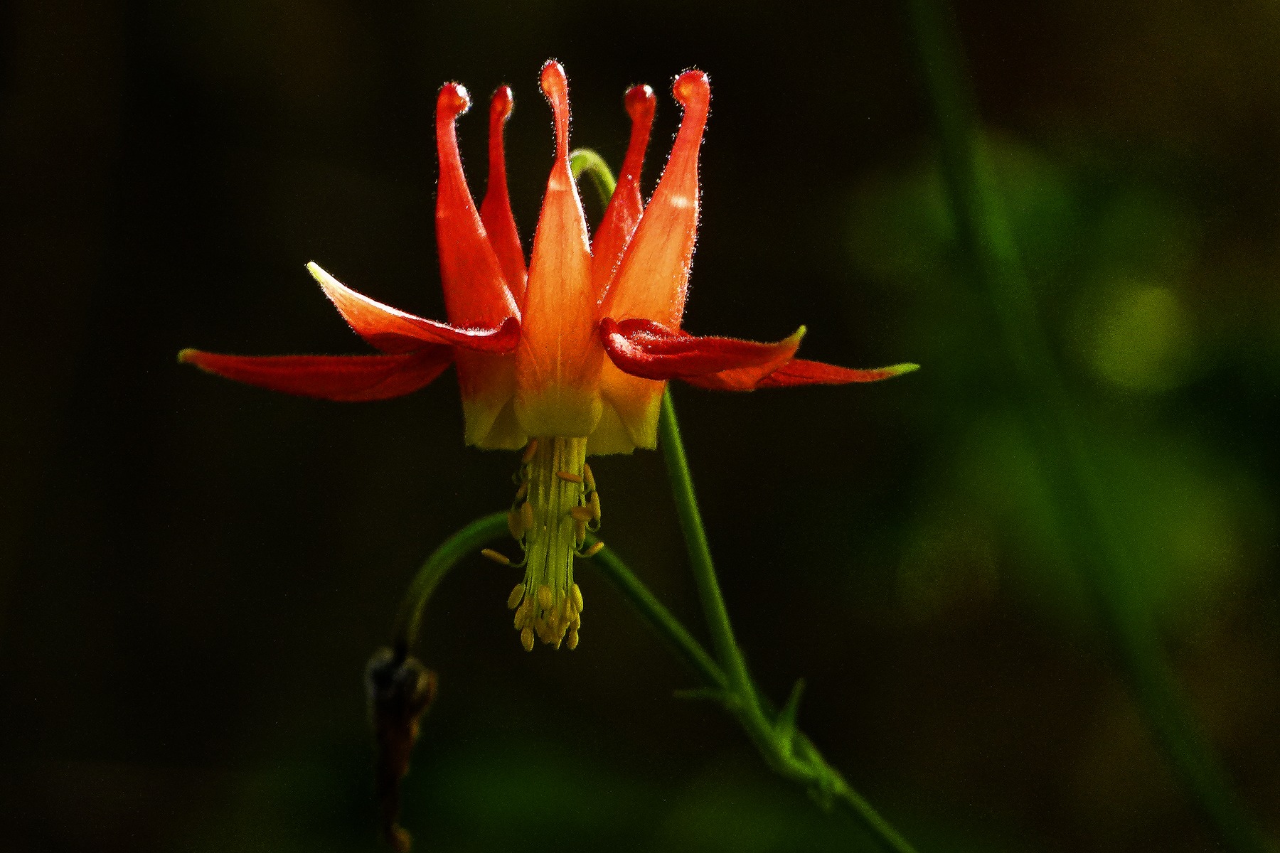 inflorescence, crimson columbine, vulnerability, wild plant, western columbine, sepal, focus on foreground, flower, aquilegia formosa, close-up, growth, HD Wallpaper