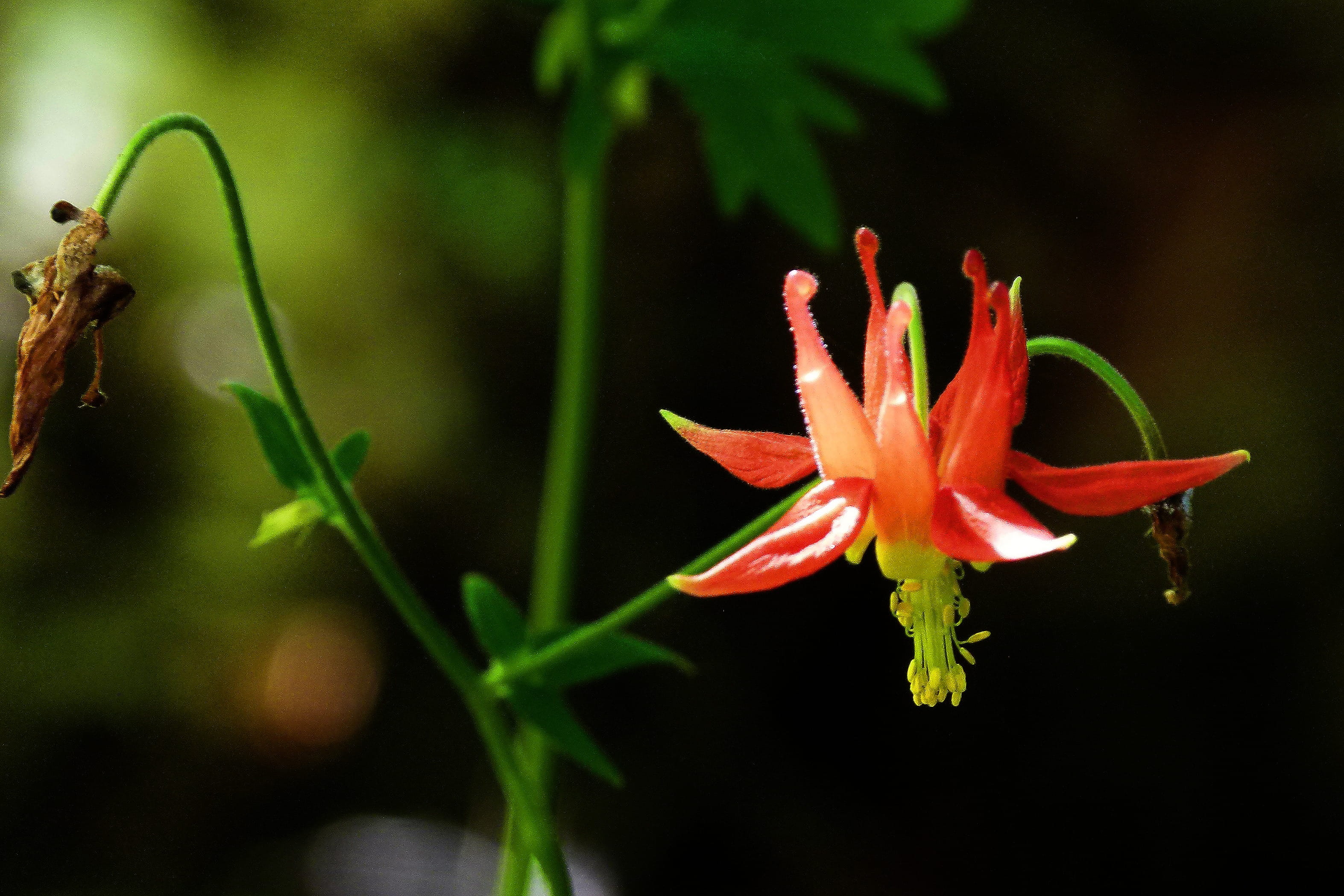 2K, petal, vulnerability, focus on foreground, wild plant, no people, nature, growth, red columbine, flowering plant, beauty in nature, sitka columbine, HD Wallpaper