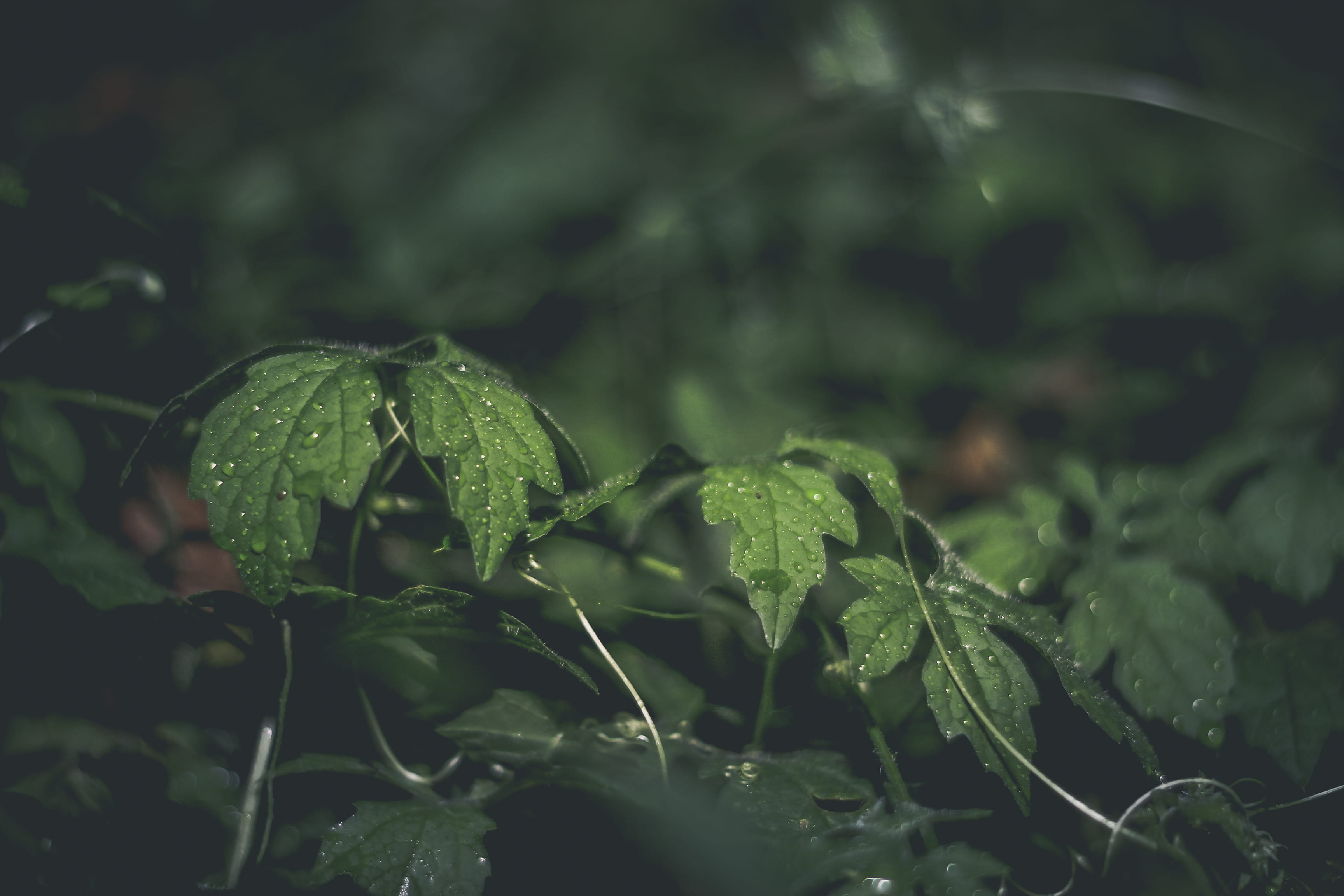 walter, 2K, outdoors, green color, brazil, raindrop, rain, close-up, nature, growth, wet, dew, freshness, tranquility, plant, selective focus, leaves, HD Wallpaper