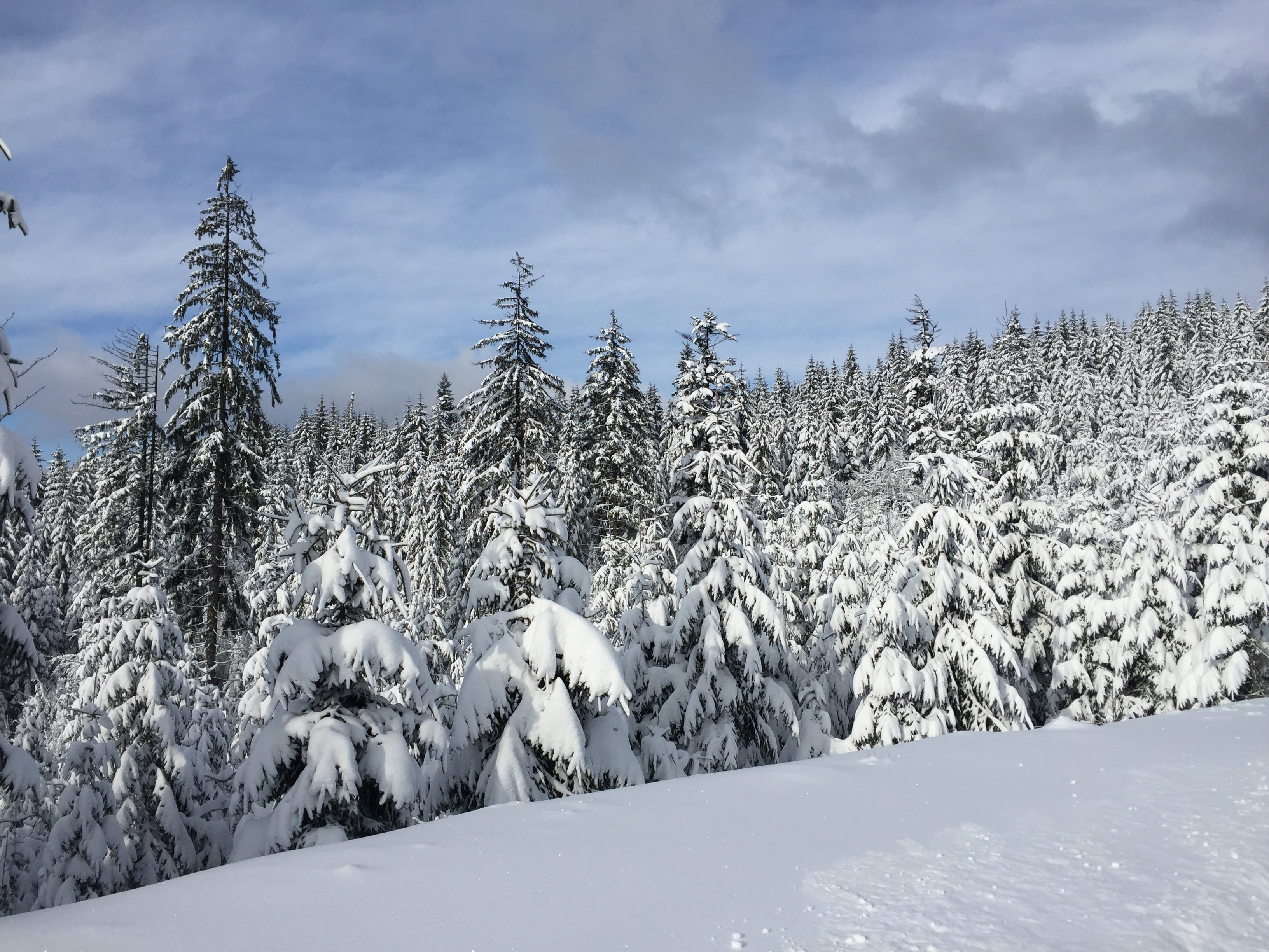 scenics - nature, white color, beauty in nature, snow, landscape, coniferous tree, 2K, day, forest, nature, tranquil scene, environment, wisla, no people, HD Wallpaper