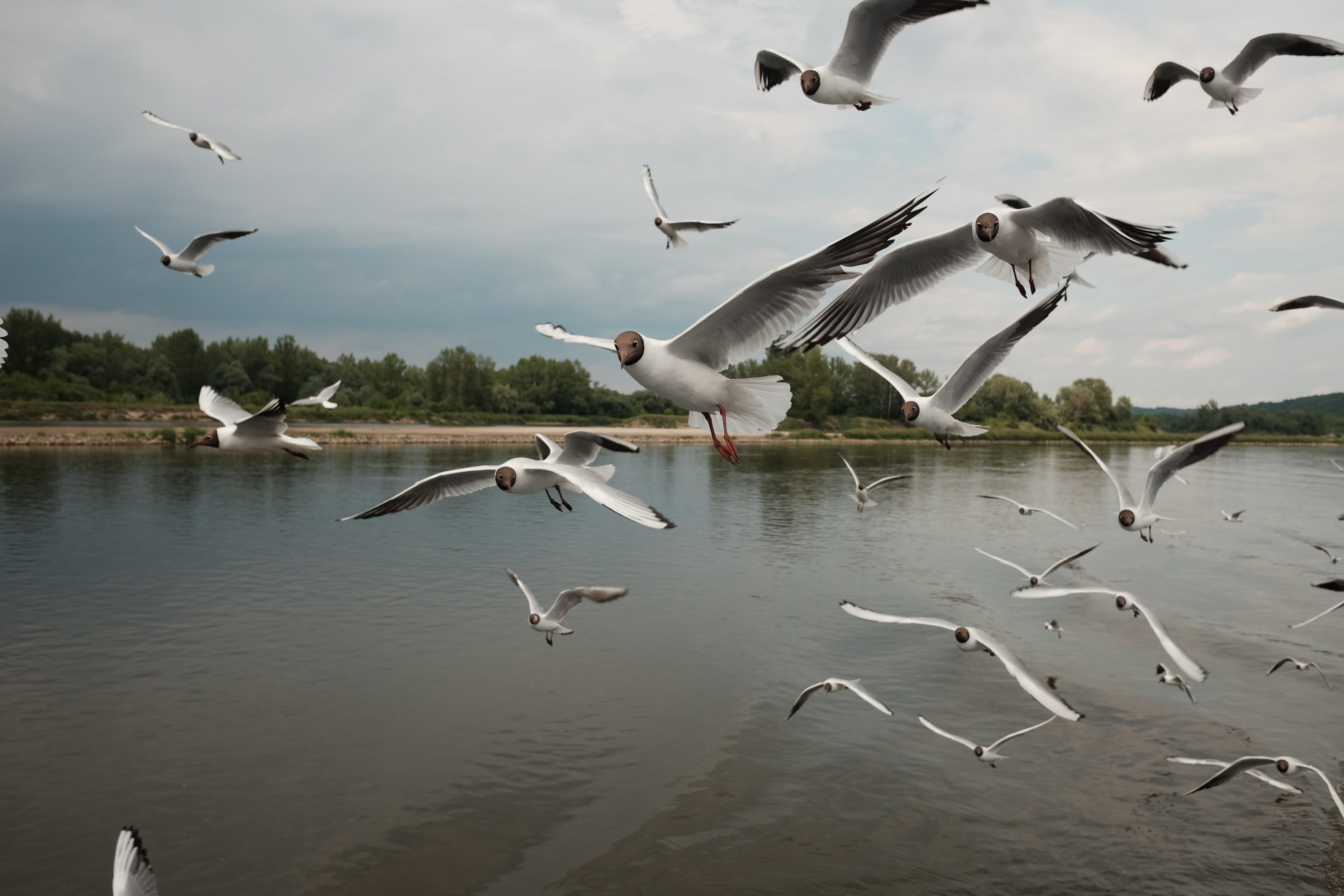 day, waterfront, flock of birds, bird, seagull, 4K, mid-air, spread wings, no people, animal themes, nature, animals in the wild, terns, animal wildlife, HD Wallpaper
