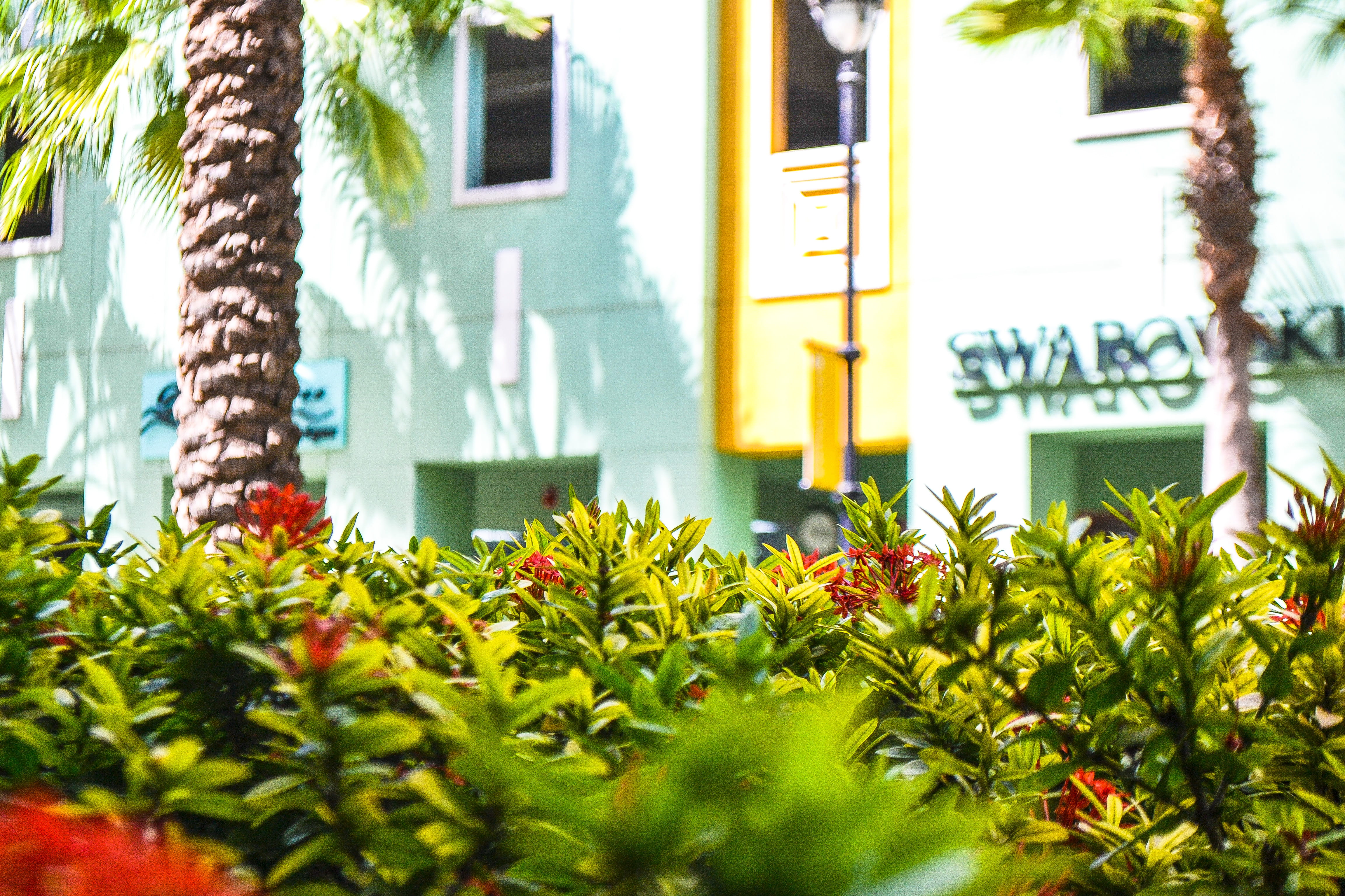 growth, building exterior, window, palm tree, red flower, hotel, yellow, tree, plant part, day, renaissance curacao resort and casino, garden, casino, plant, HD Wallpaper
