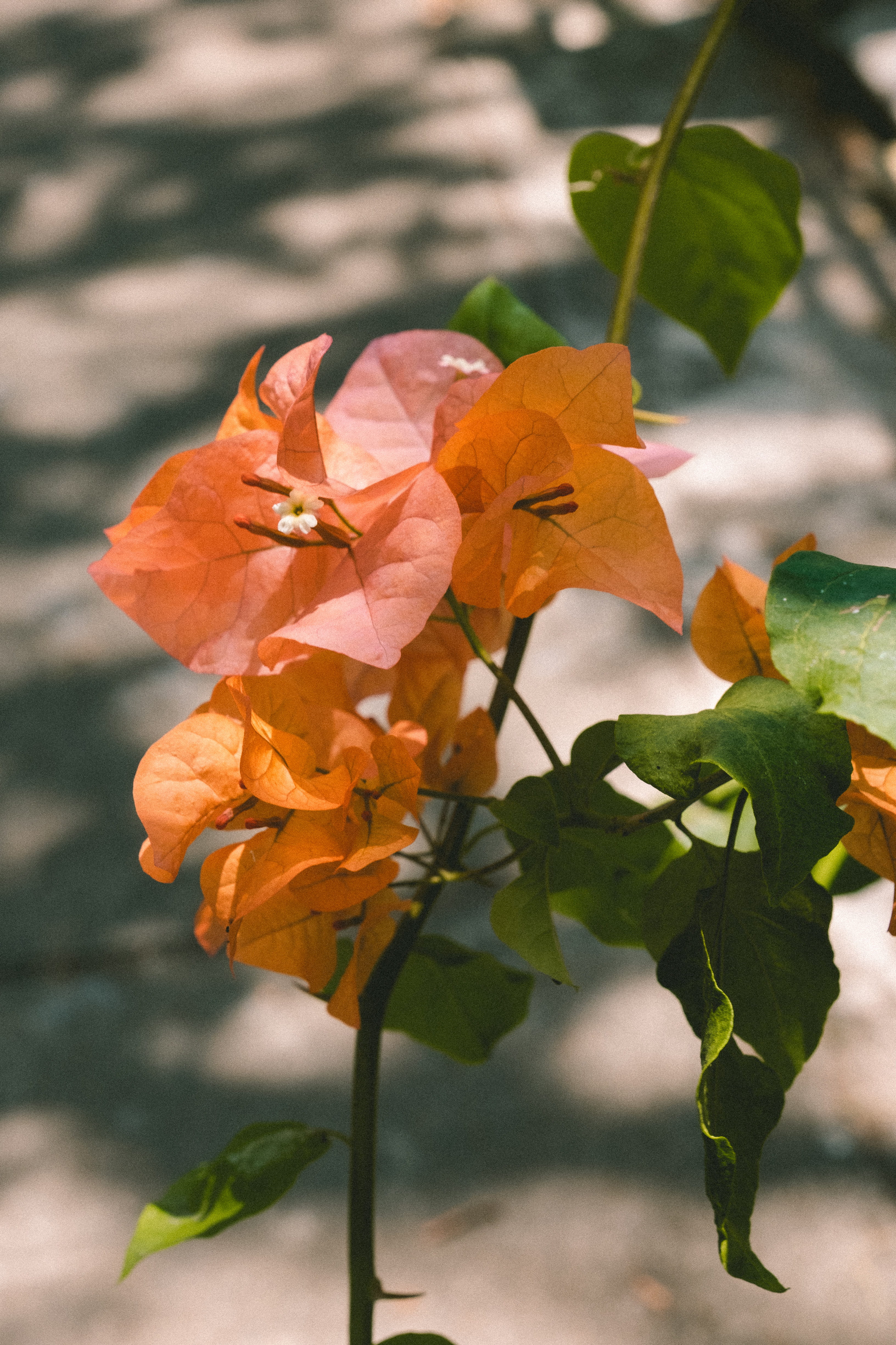 vulnerability, focus on foreground, city, day, bougainvillea, nature, flowering plant, petal, close-up, leaves, 4K, beauty in nature, leaf, suburb, growth, Phone HD Wallpaper