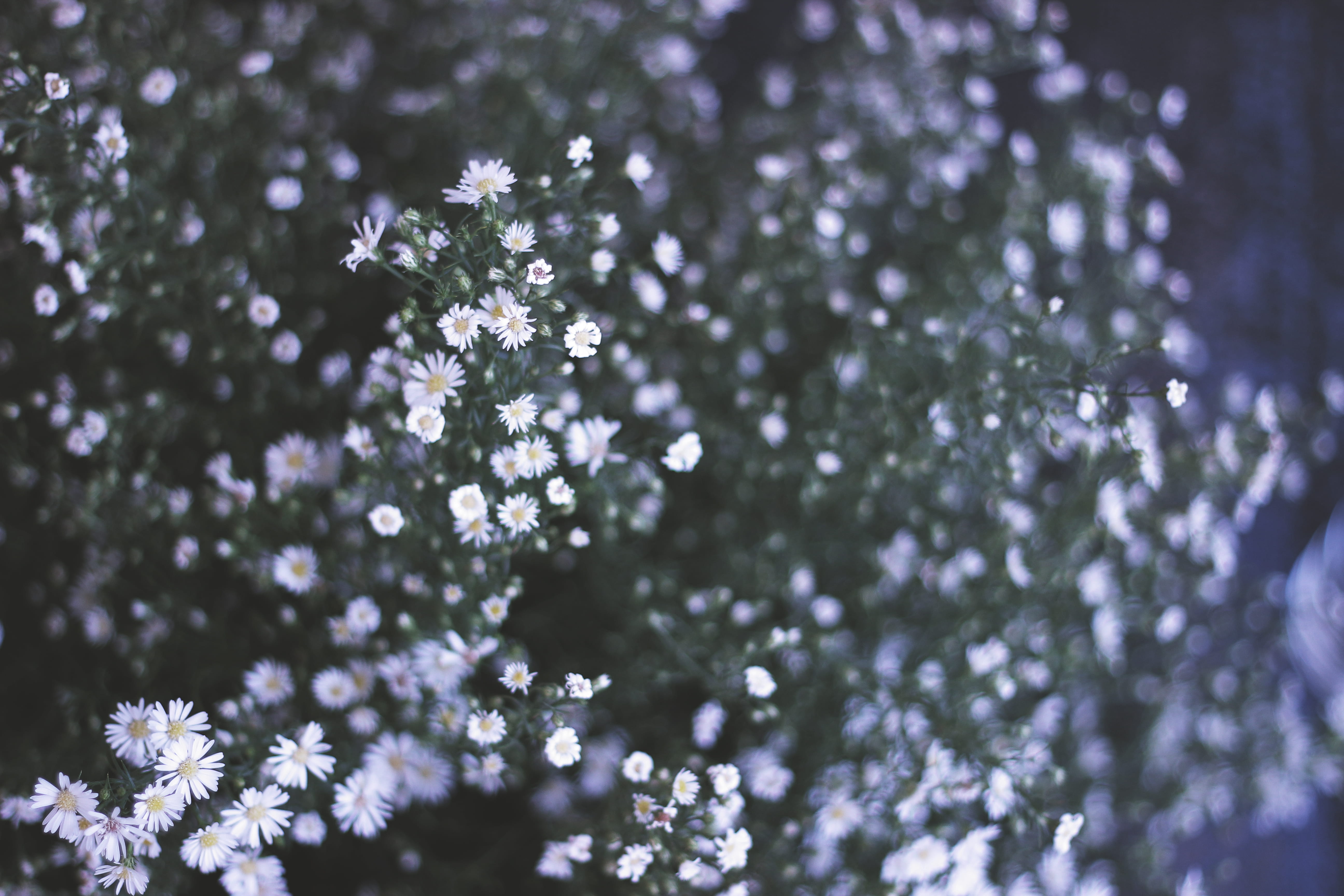 flowering plant, day, softness, conrad manila, freshness, weddings, growth, blossom, pasay, nature, flower head, floral, fragility, vulnerability, selective focus, HD Wallpaper