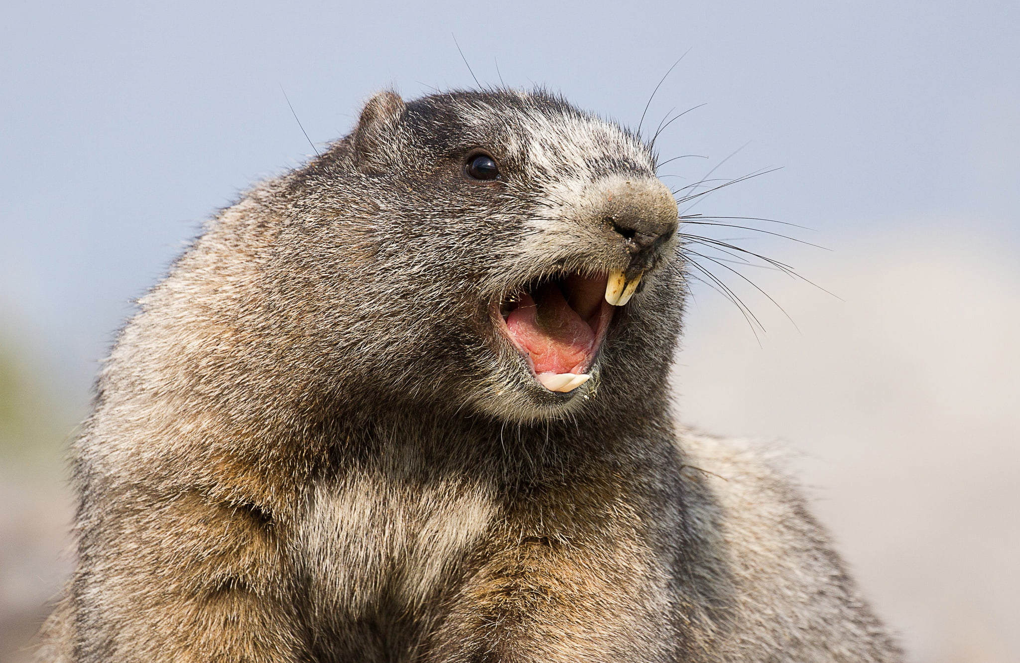 rodent, 1080P, Hoary marmot, teeth, marmot, HD Wallpaper