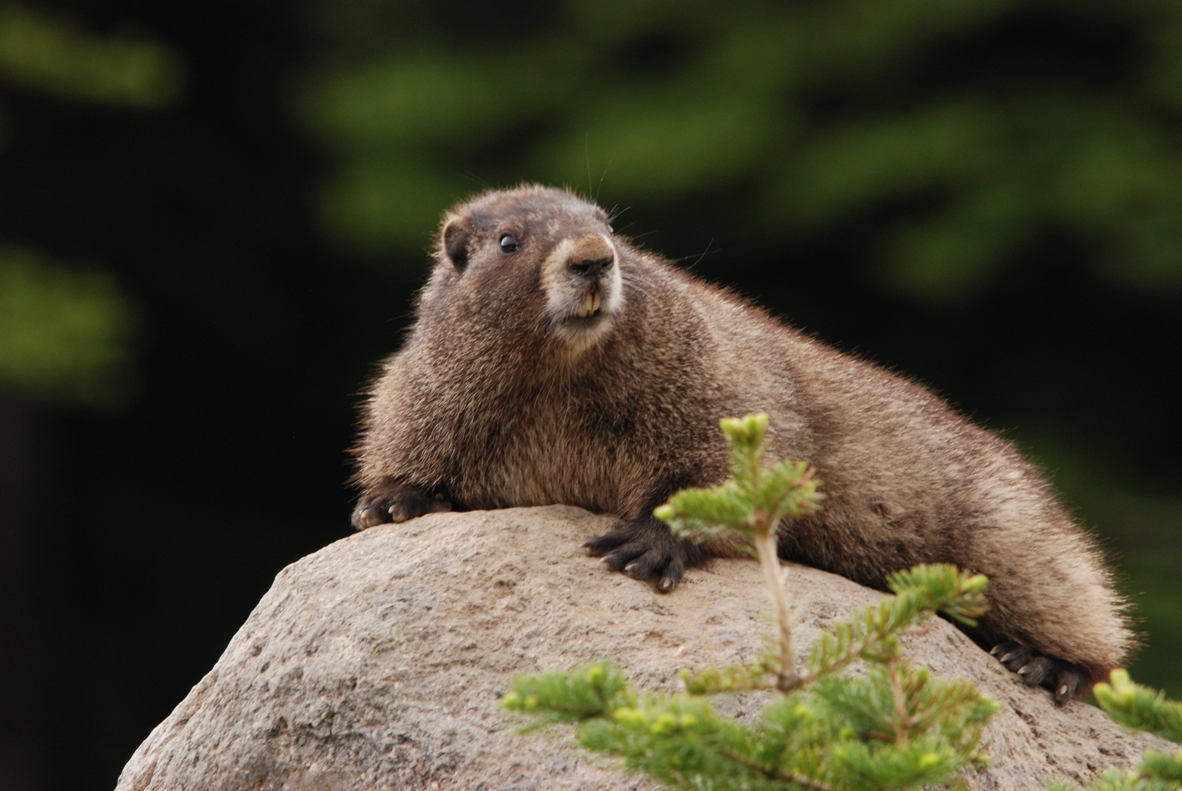 hoary marmot, focus on foreground, vertebrate, selective, photography, no people, day, one animal, marmot, 4K, outdoors, animal wildlife, plant, mammal, HD Wallpaper