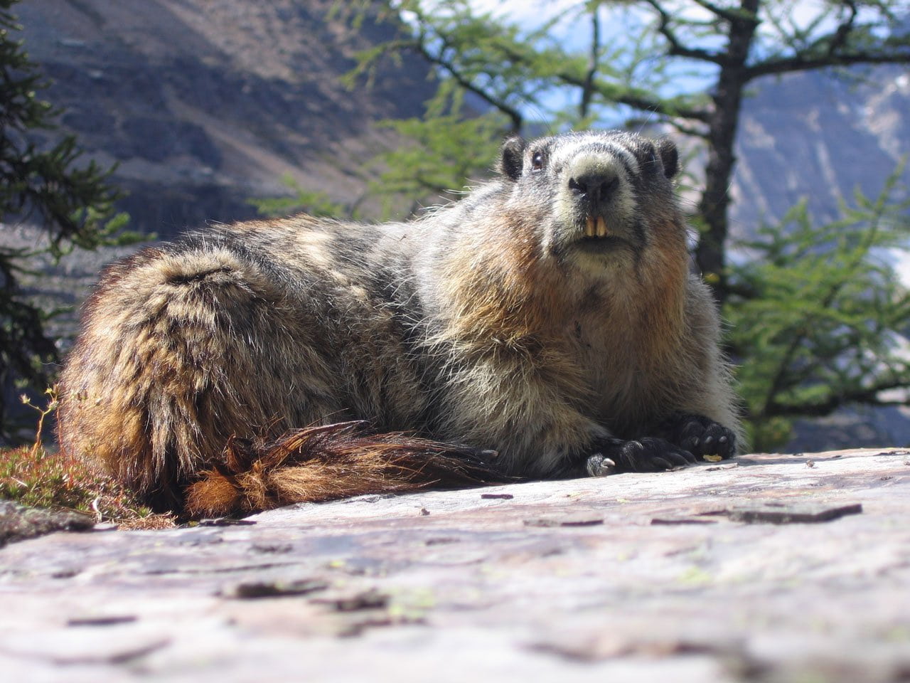 relaxation, animals in the wild, day, one animal, wildlife, plant, surface level, 720P, rock - object, marmot, sitting, habitat, face, animal wildlife, HD Wallpaper