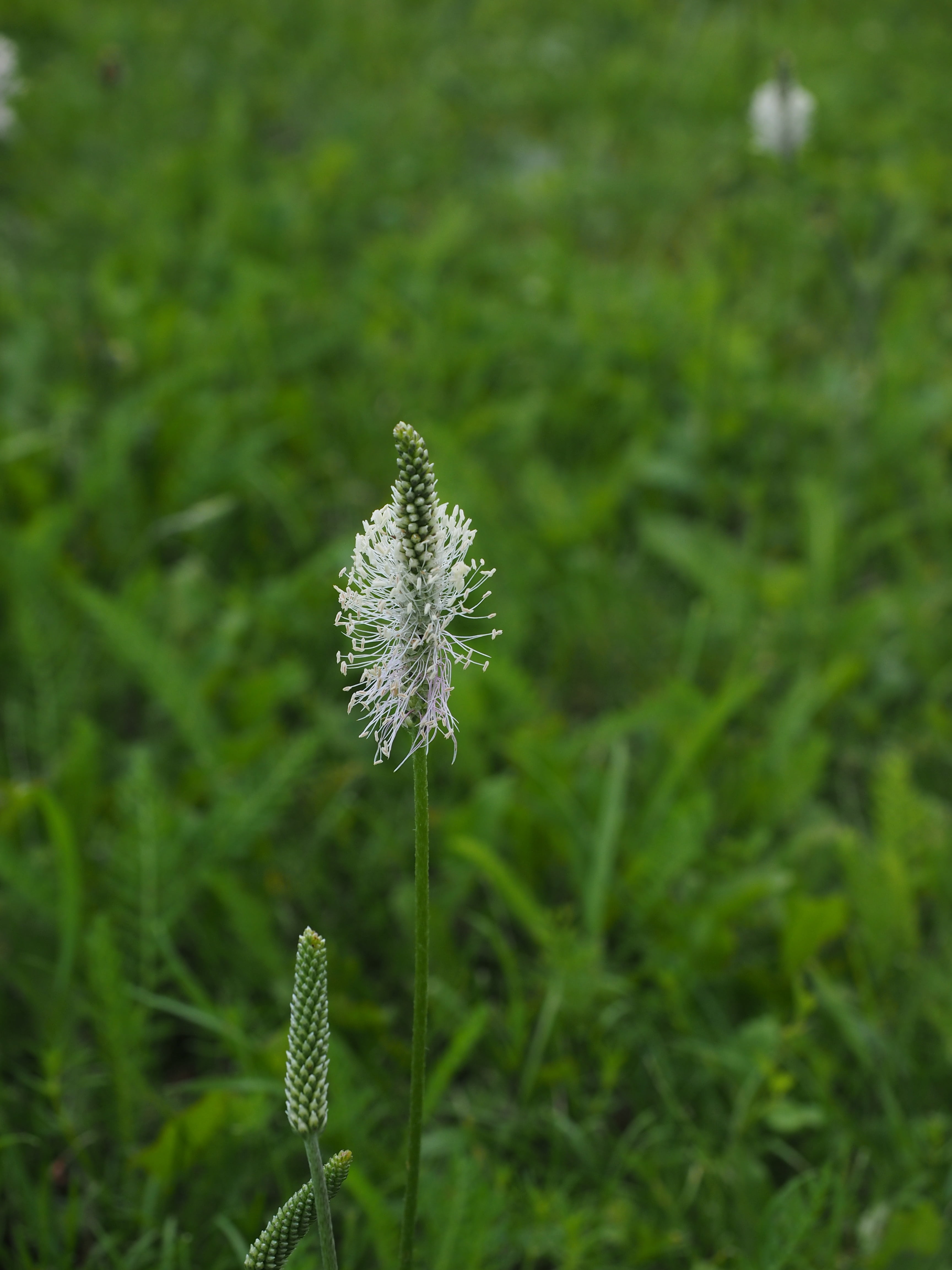 flower head, 4K, wildflowers, nature, plantain, spring flowers, freshness, plantago, field, white, wild grass, bloom, blossom, plantago media, day, no people, Phone HD Wallpaper