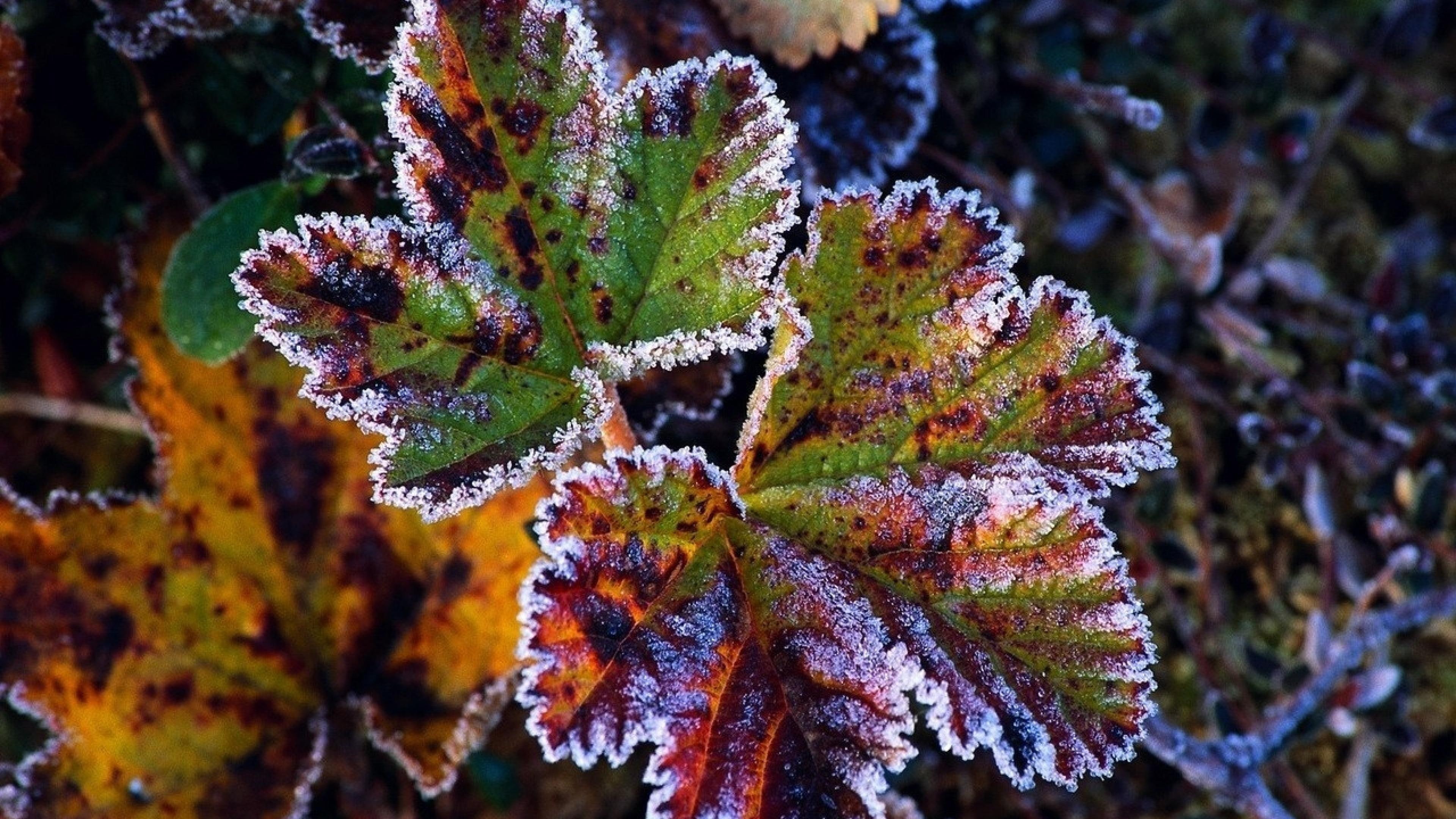 close up, hoarfrost, leaf, autumn leaves, 4K, autumn, hoary, HD Wallpaper