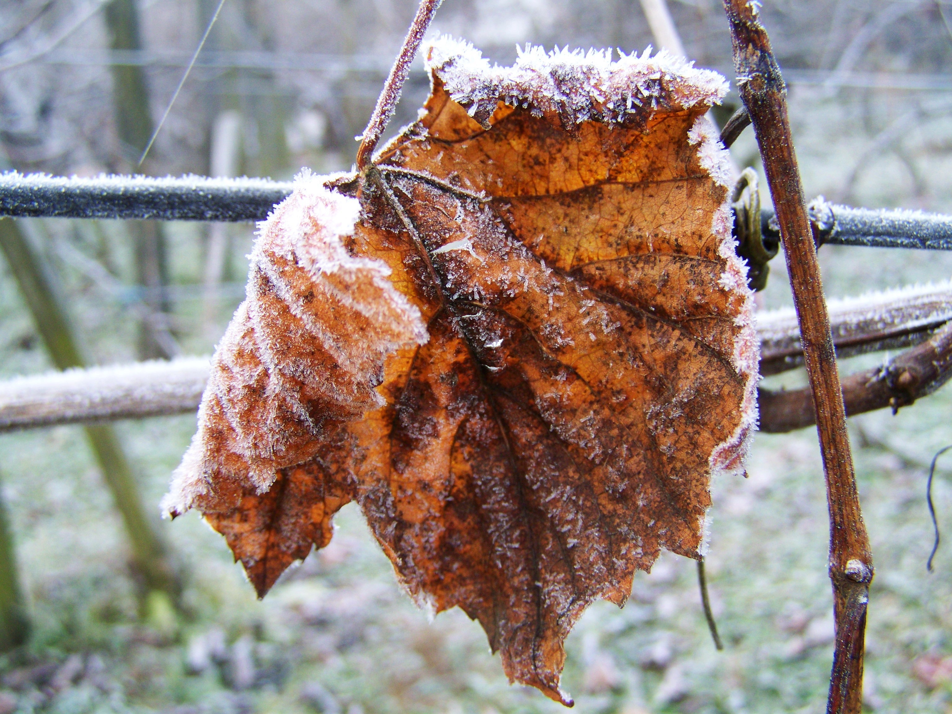 cold temperature, leaves, change, winter, nature, leaf, dry, barrier, 2K, brown, metal, outdoors, day, plant, frost, ice, snow, plant part, focus on foreground, HD Wallpaper