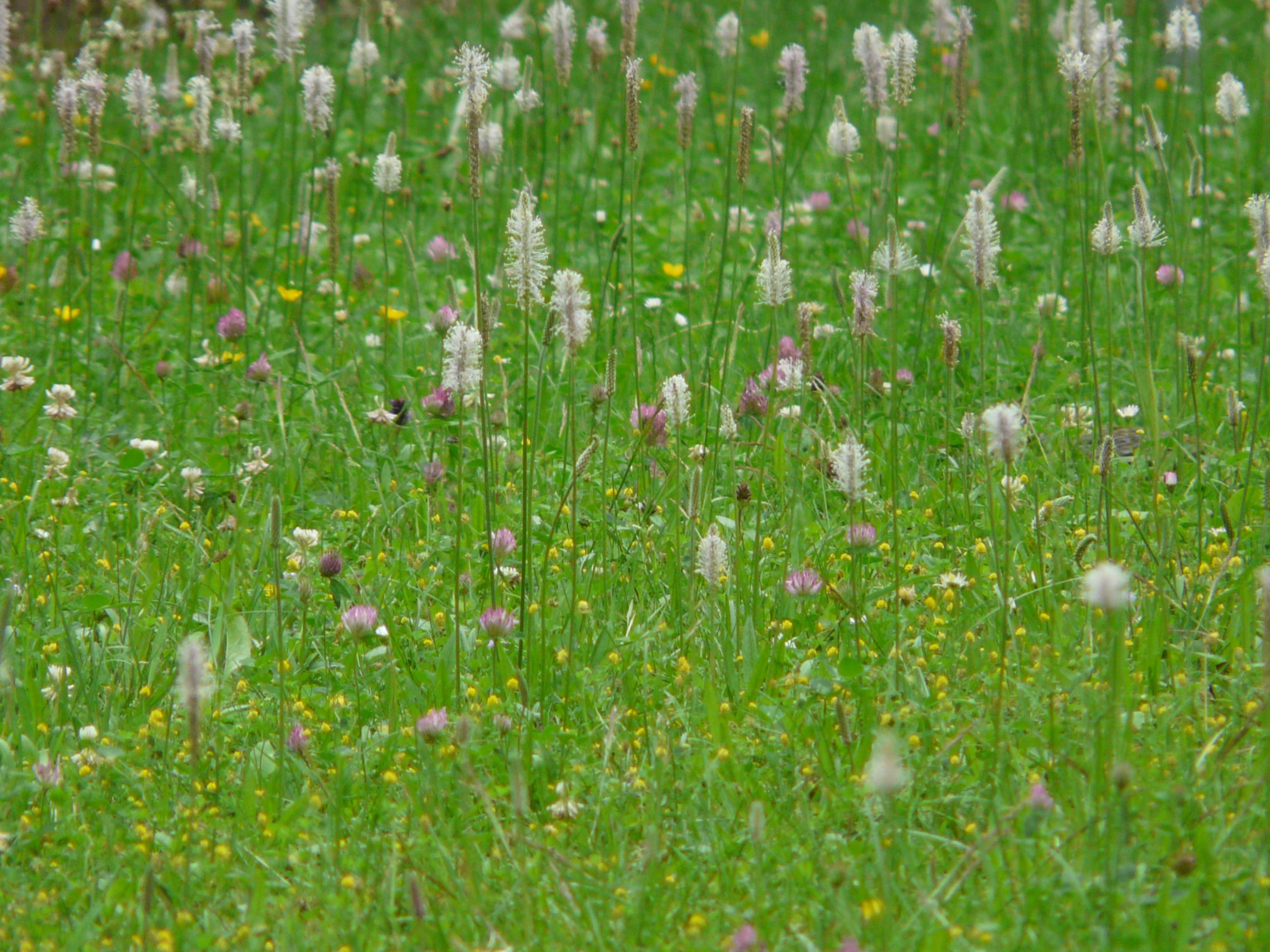 land, spring flowers, beauty in nature, plantago media, no people, pink, hoary plantain, blossom, outdoors, grass, bloom, Meadow, Wild Flower, plant, nature, HD Wallpaper