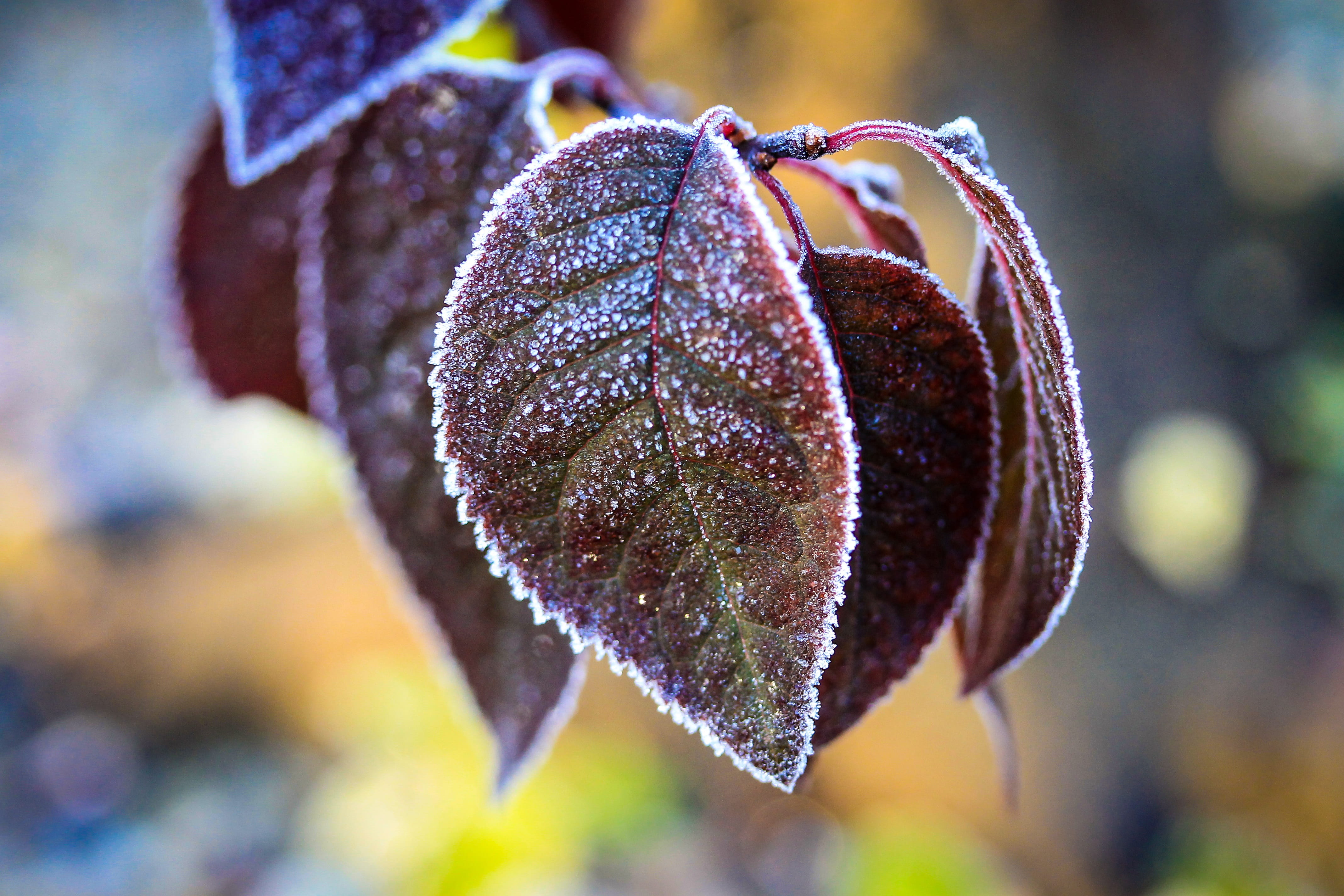 hoary, foliage, holidays, food, day, growth, burgundy, autumn, frost frost, 4K, som, bokeh, plant, ice, frozen, beauty in nature, mood, color, red ring som, HD Wallpaper