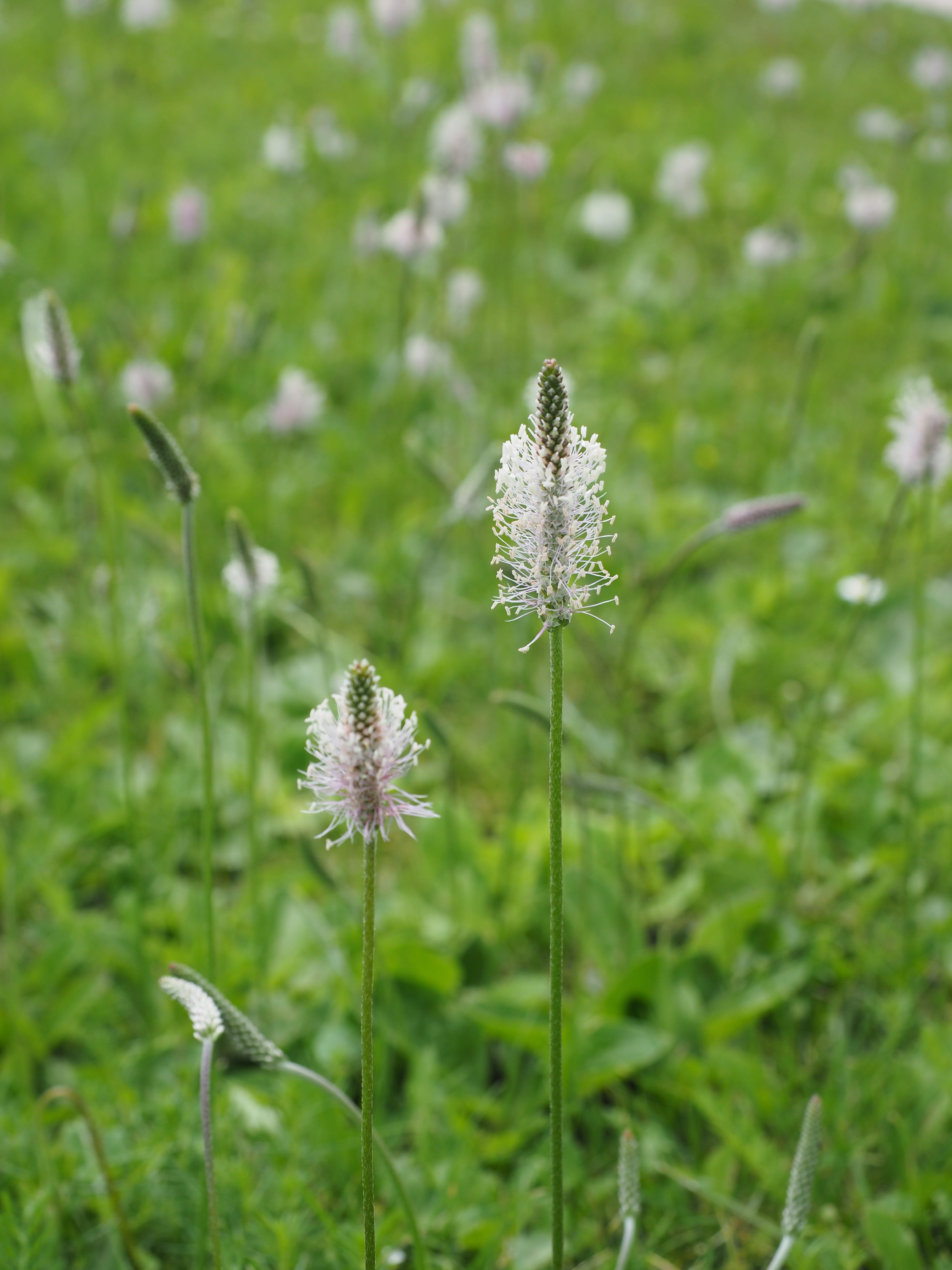 petal, focus on foreground, beauty in nature, fragility, plantago, meadow, wild flower meadow, close-up, plant stem, land, wild grass, no people, hoary, Phone HD Wallpaper