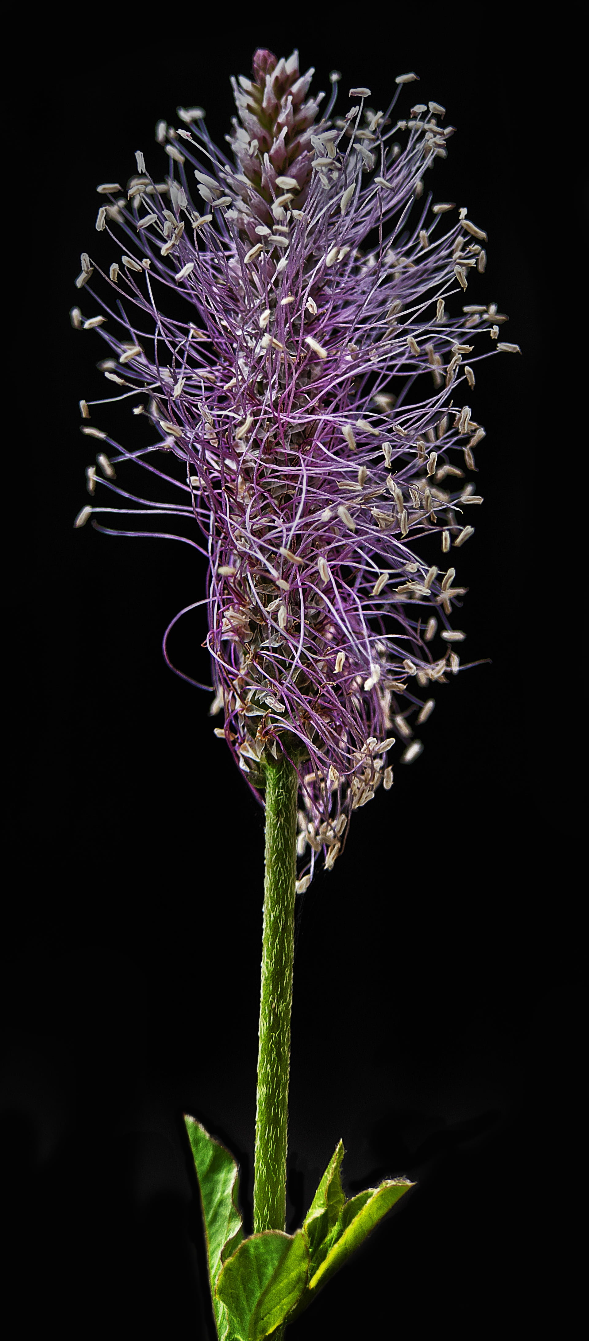 science, inflorescence, plantain, beauty in nature, fragility, blossom, growth, bloom, plantago media, back light, dwarf shrub, krautig, no people, medicinal plant, Phone HD Wallpaper